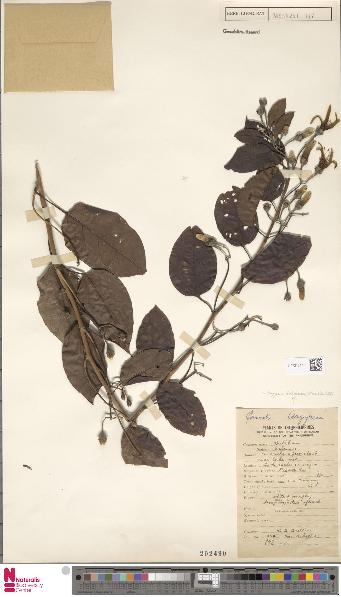Argyreia boholensis