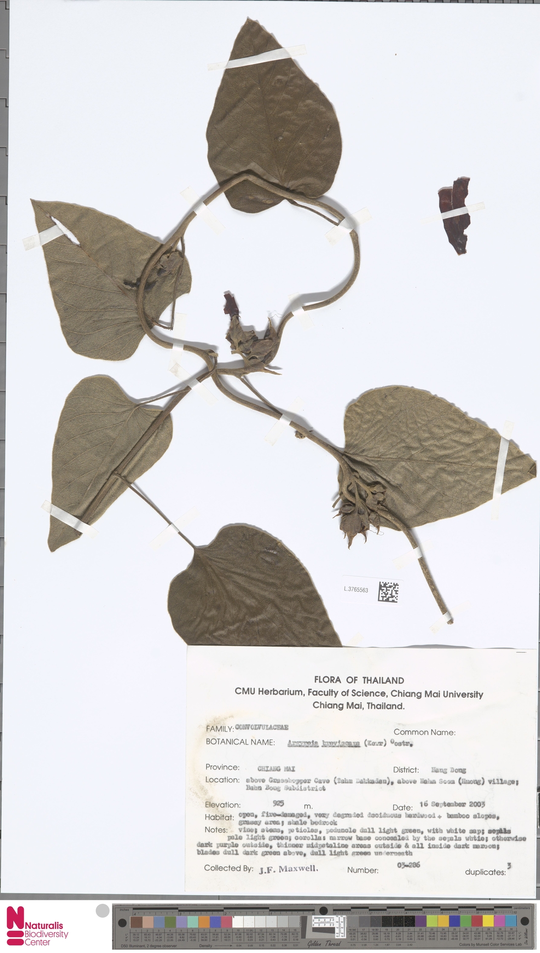 Argyreia breviscapa