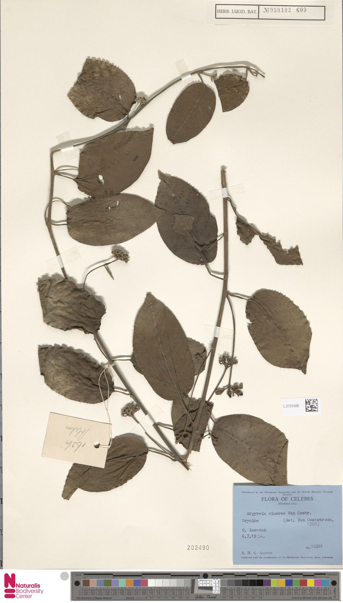 Argyreia cinerea