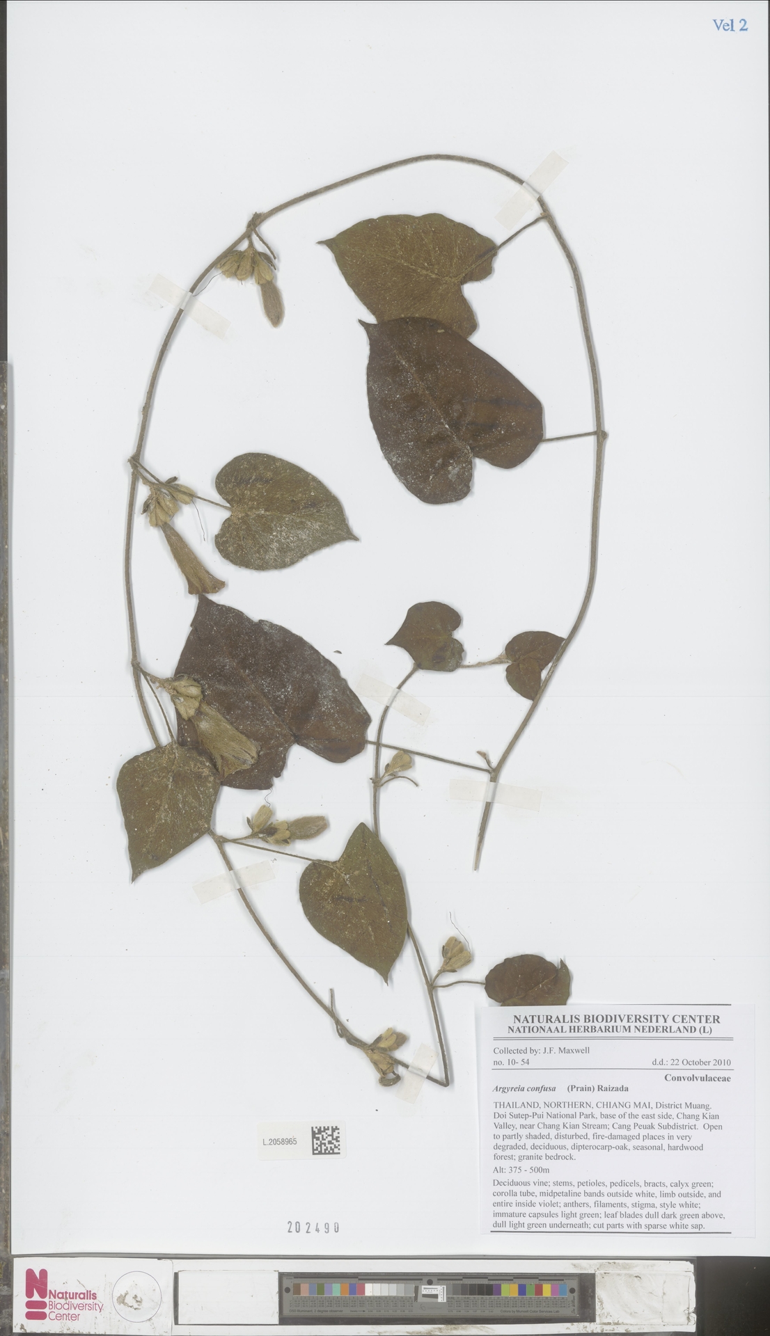 Argyreia confusa