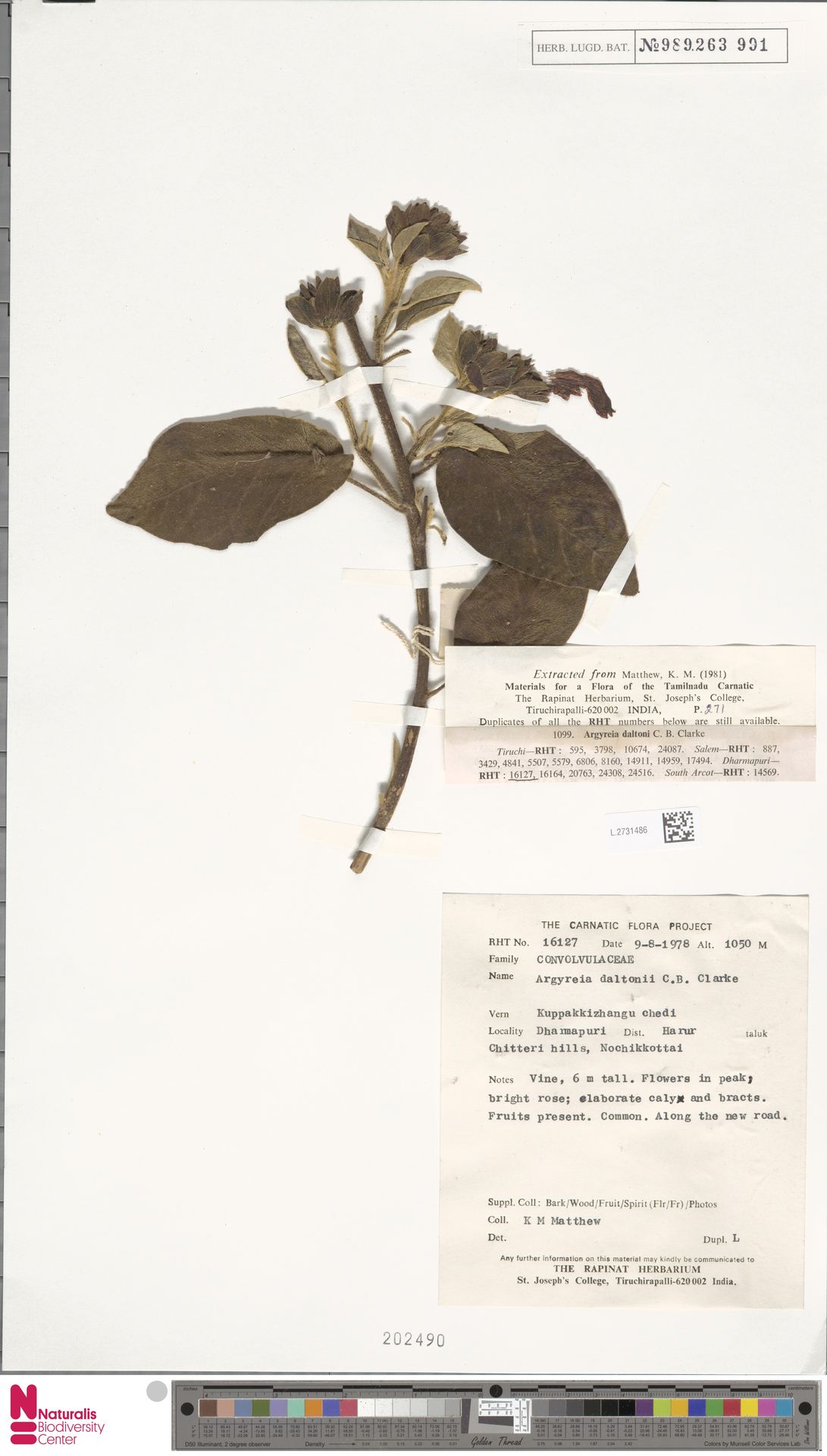 Argyreia daltonii