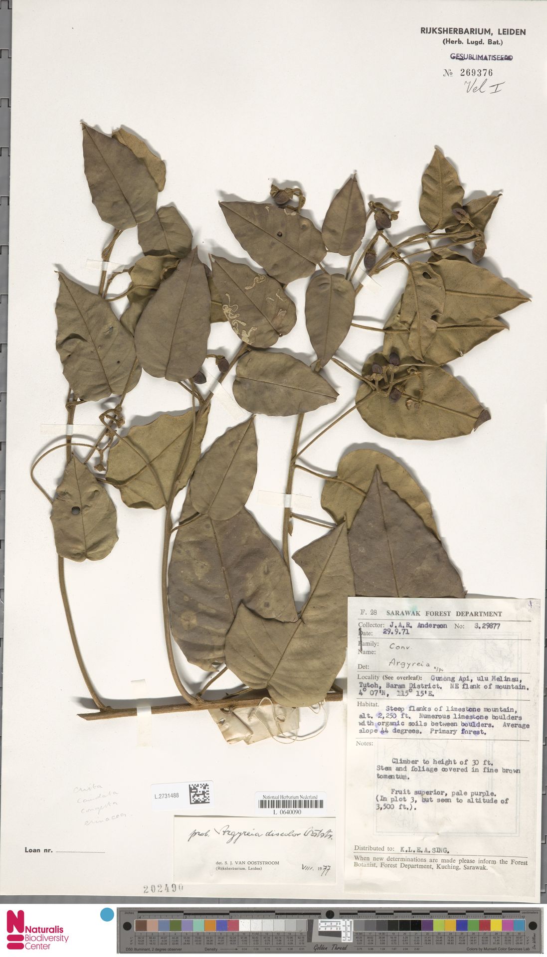 Argyreia discolor