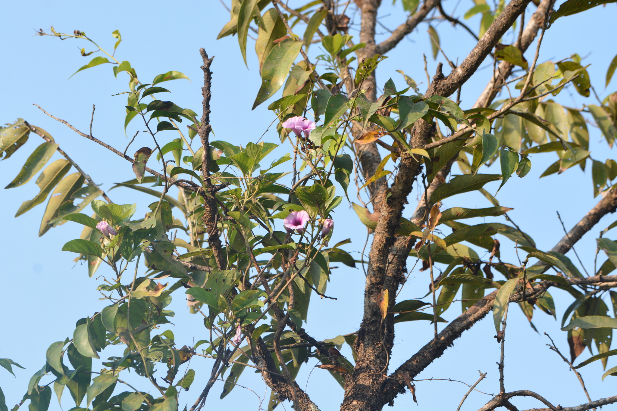 Argyreia elliptica