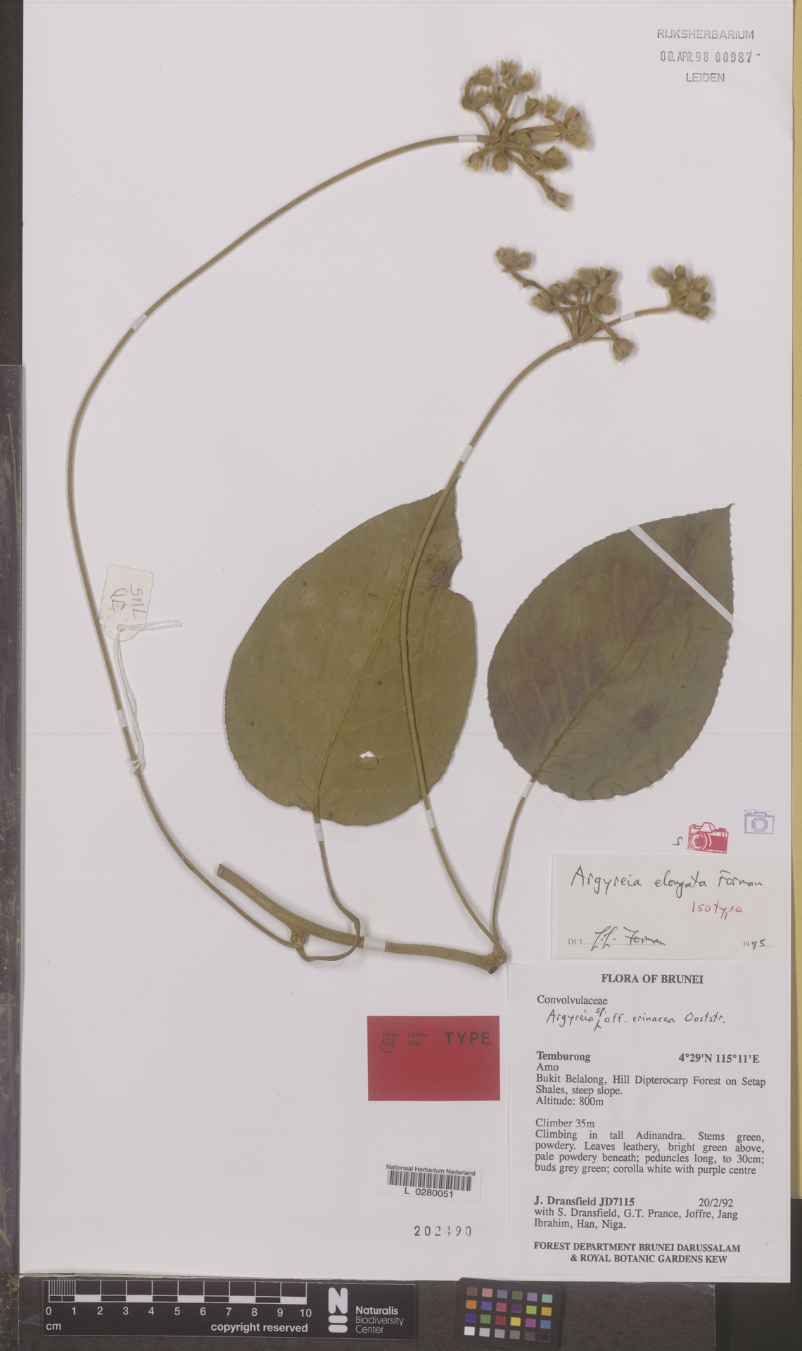 Argyreia elongata