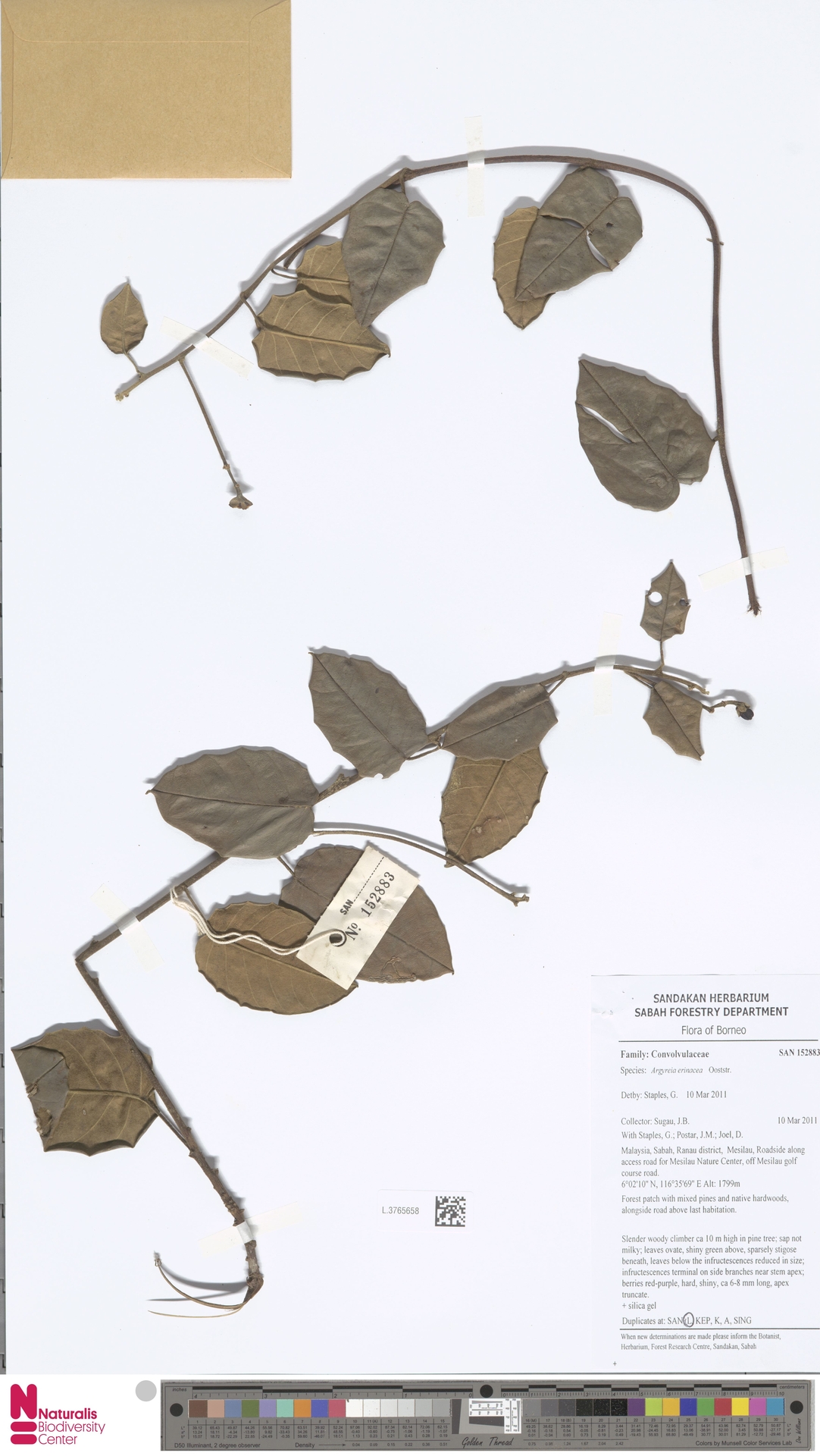 Argyreia erinacea