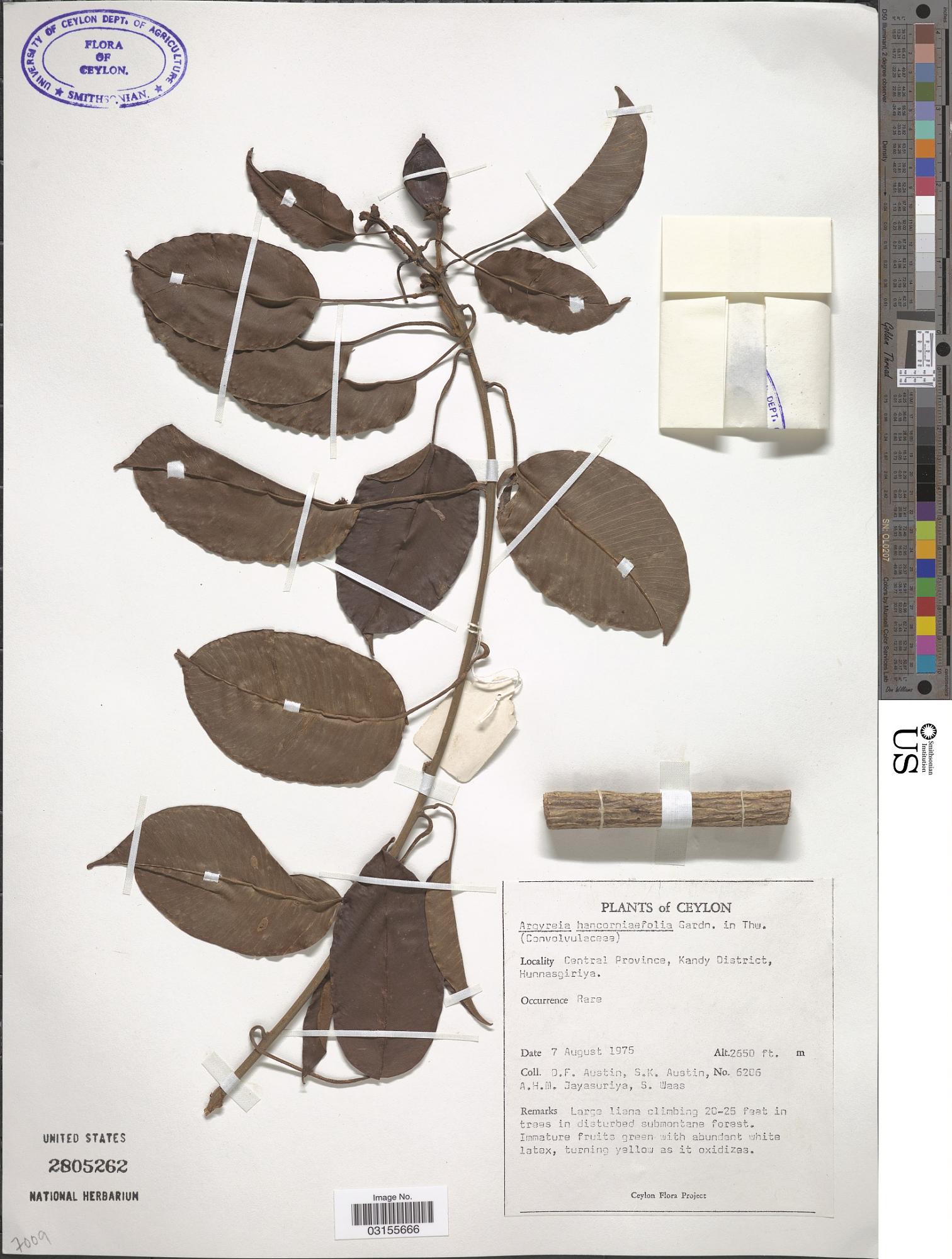 Argyreia hancorniifolia