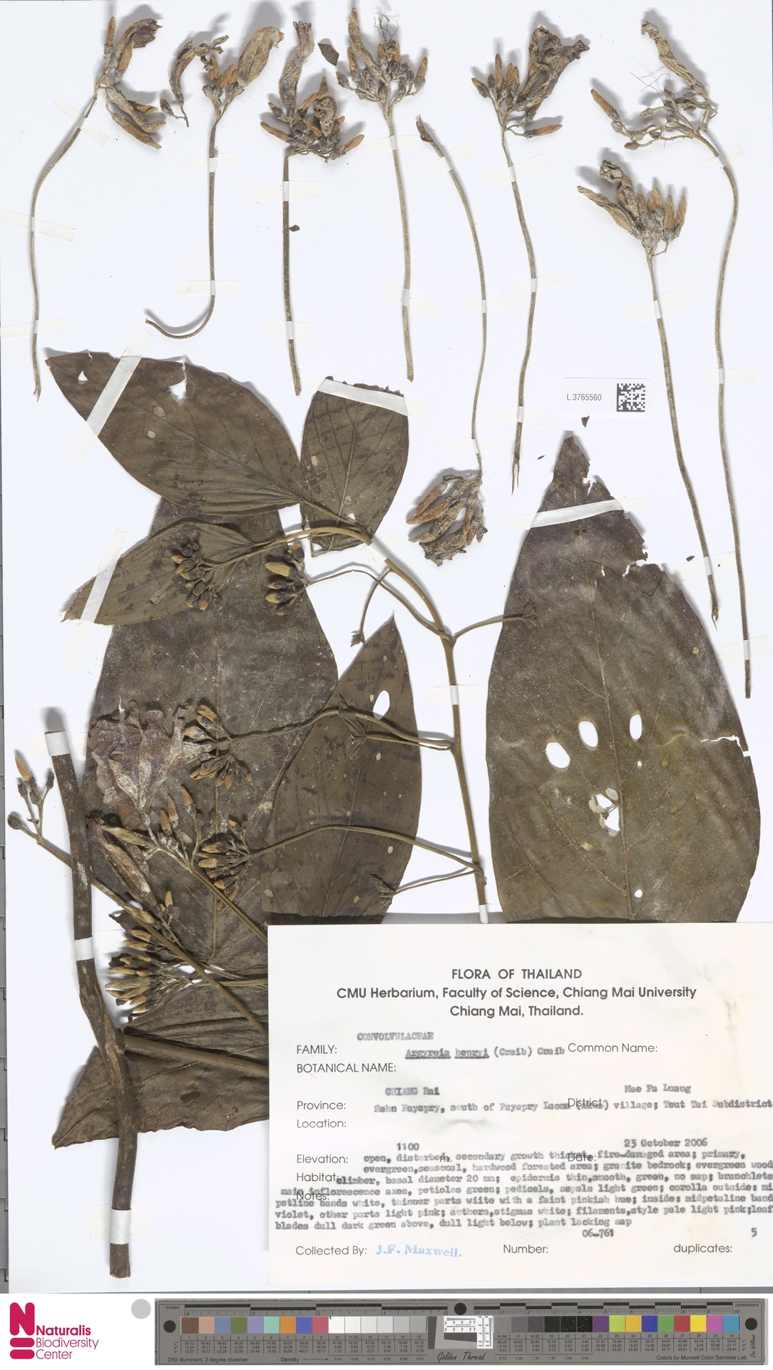 Argyreia henryi