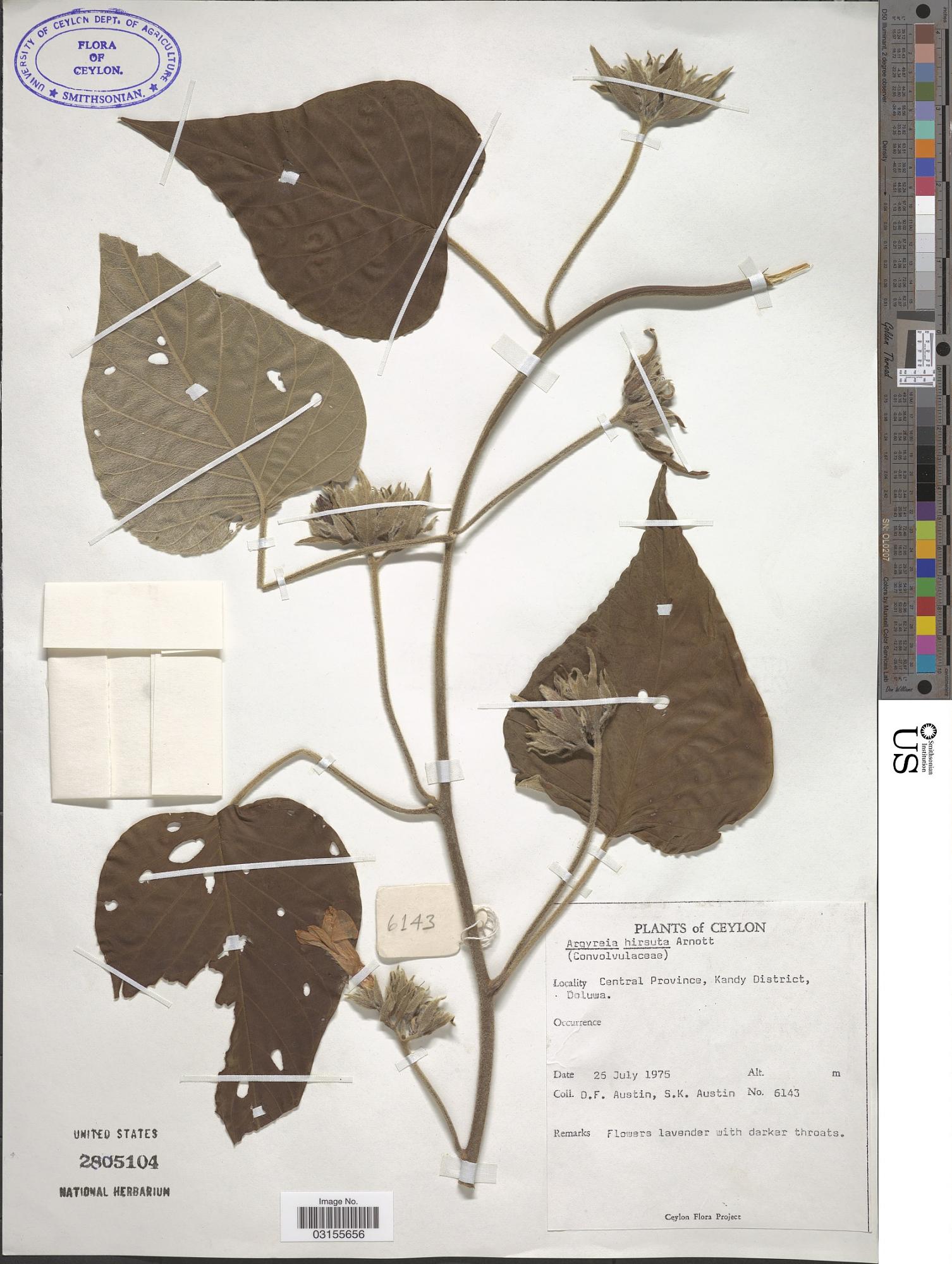 Argyreia hirsuta