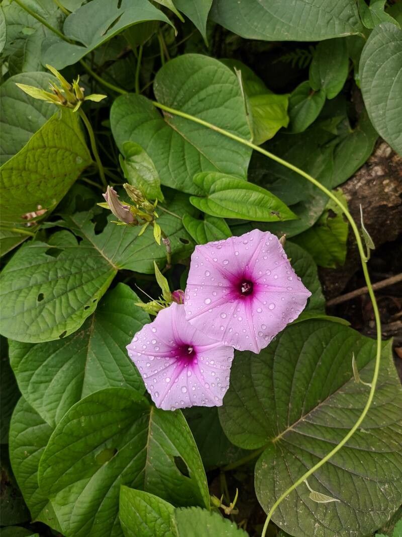 Argyreia hookeri