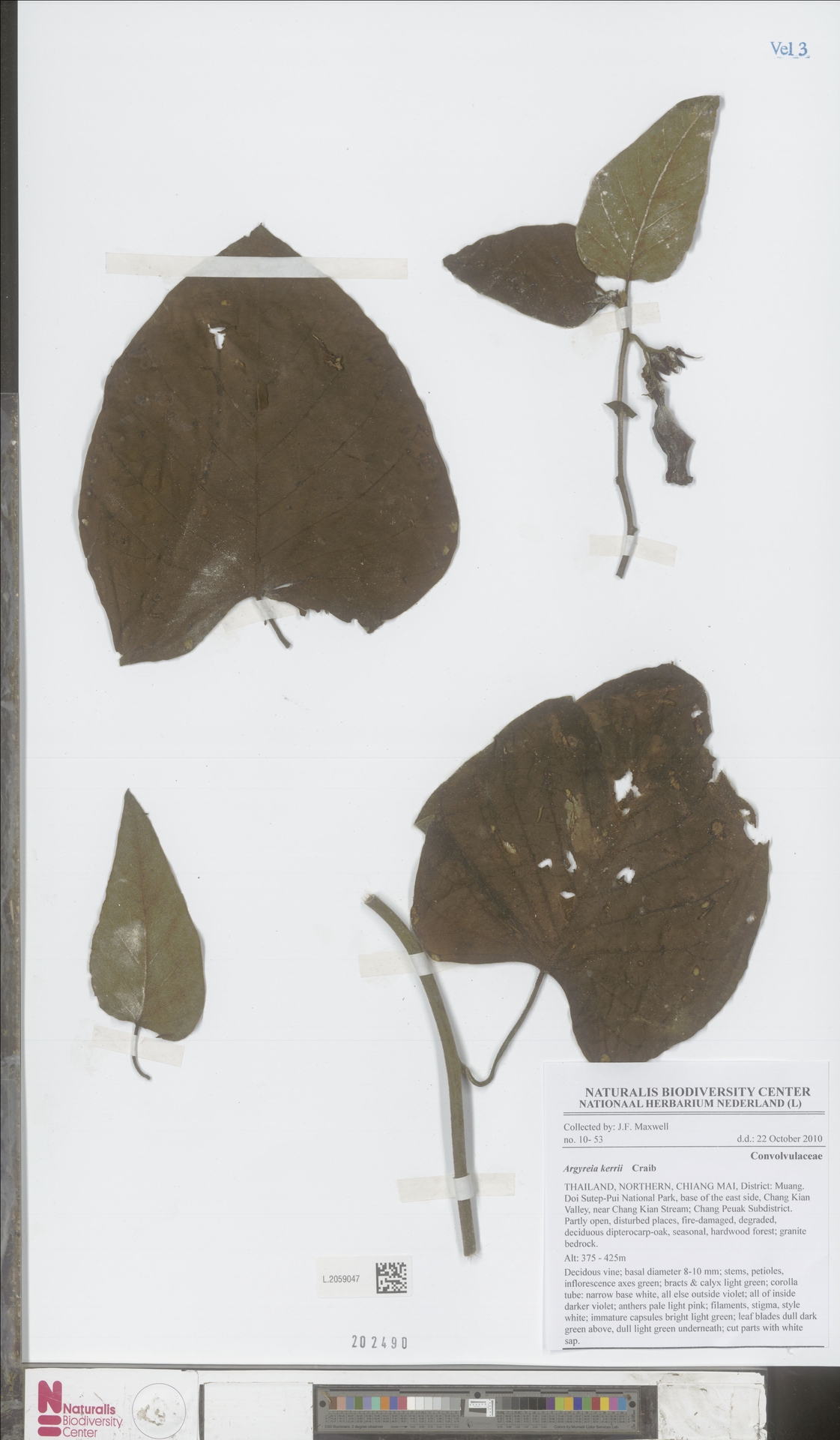 Argyreia kerrii