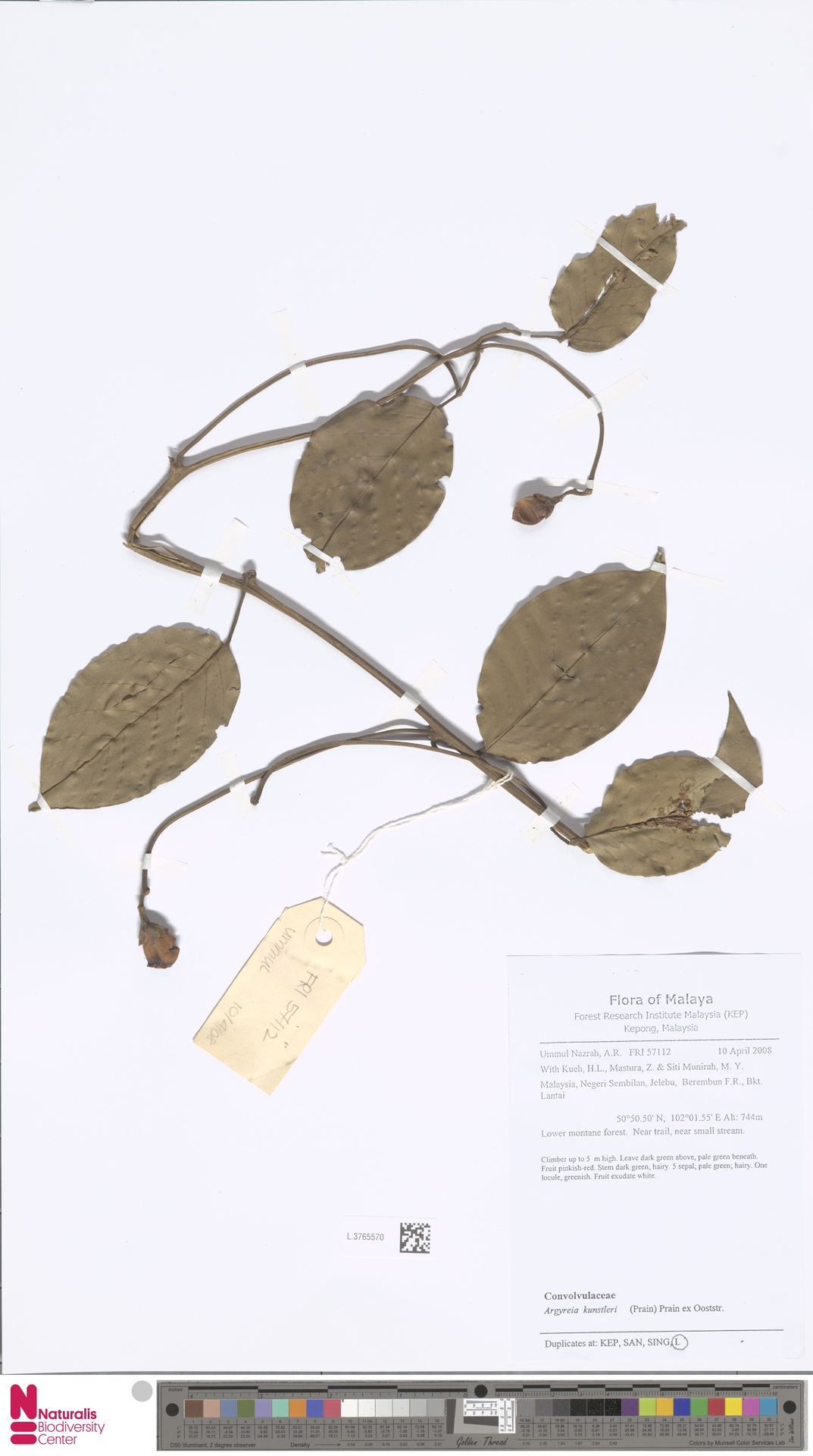 Argyreia kunstleri