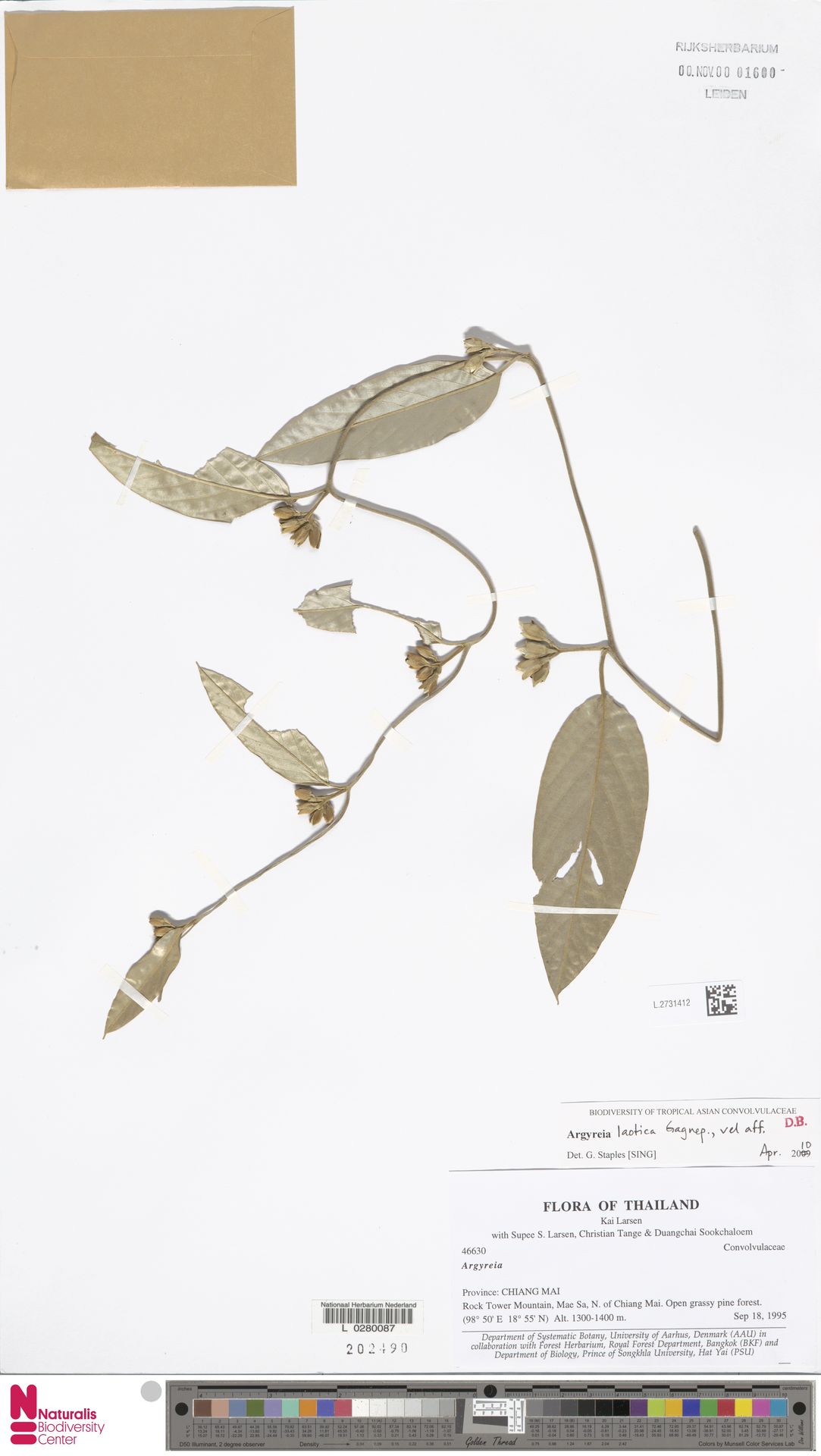 Argyreia laotica