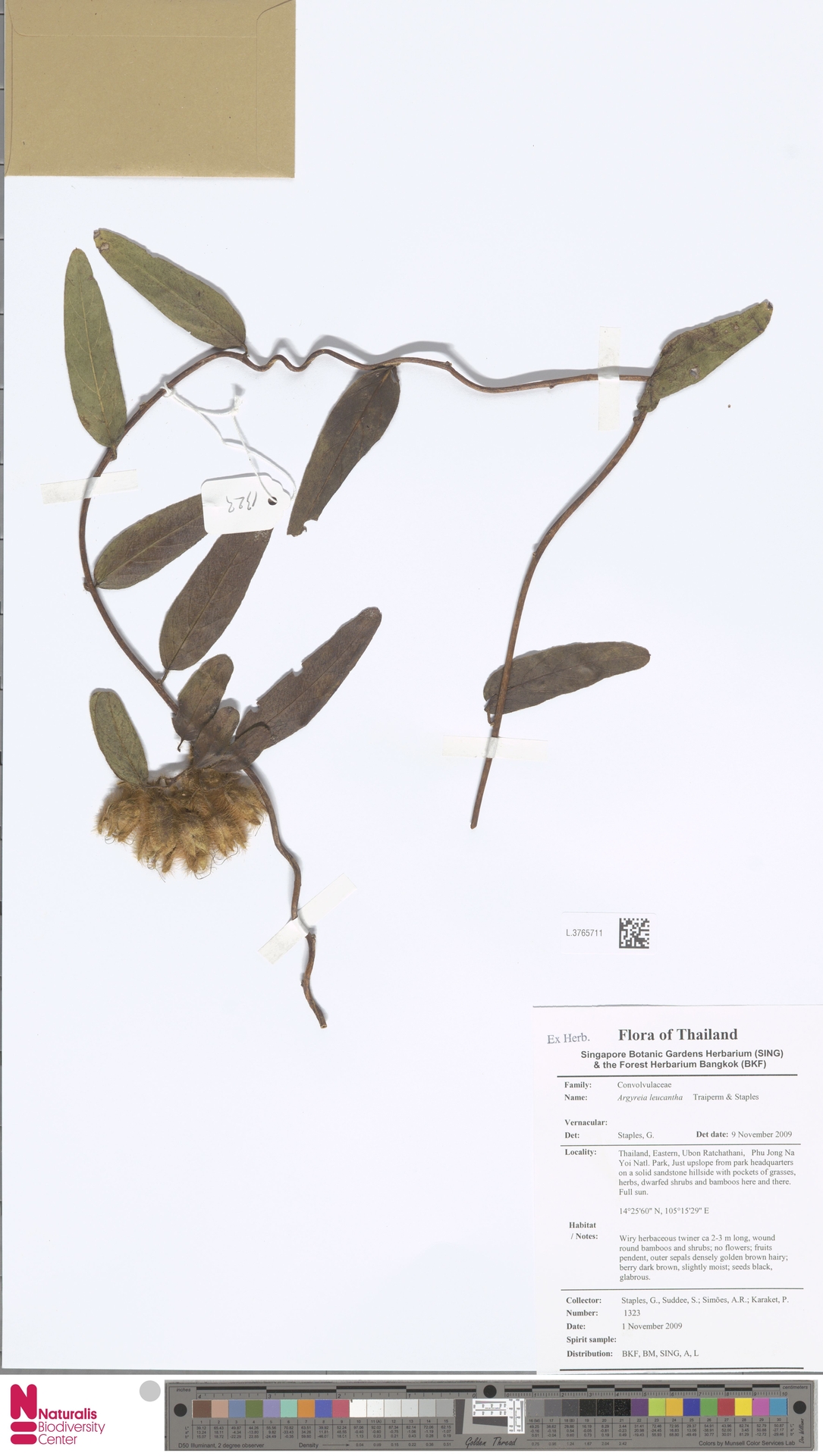 Argyreia leucantha