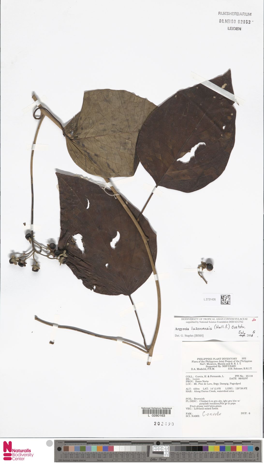 Argyreia luzonensis