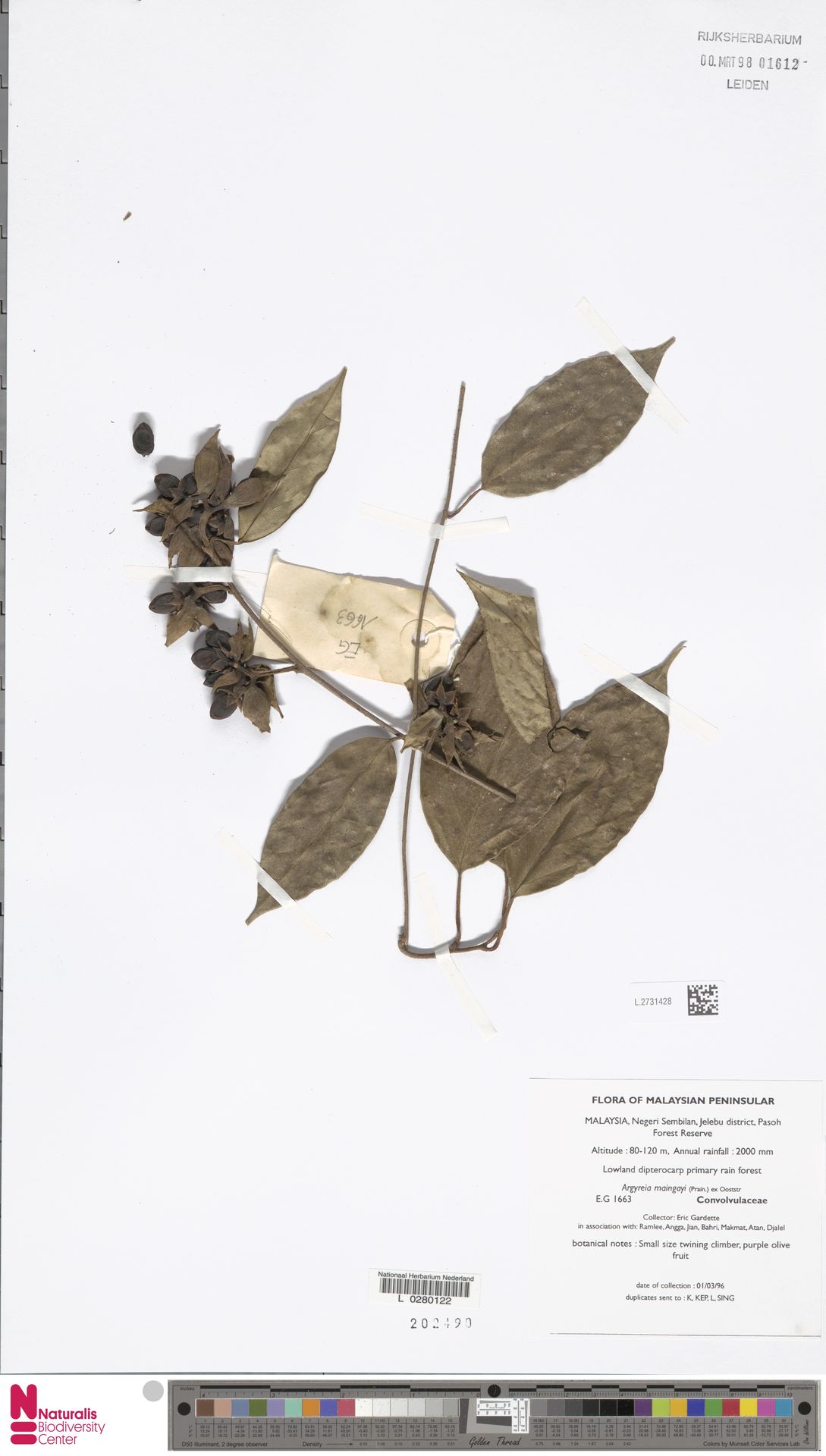 Argyreia maingayi