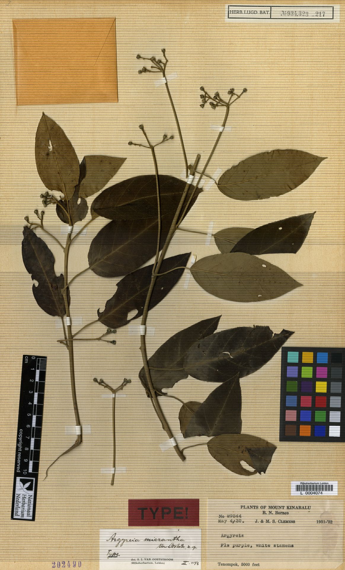 Argyreia micrantha