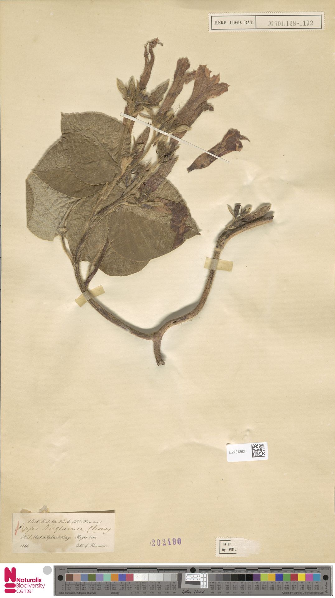 Argyreia nellygherya