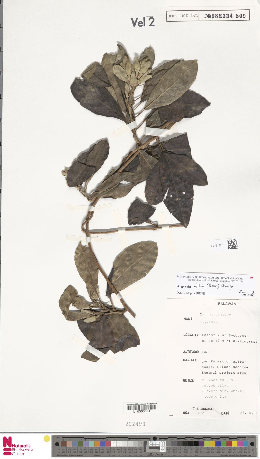 Argyreia nitida
