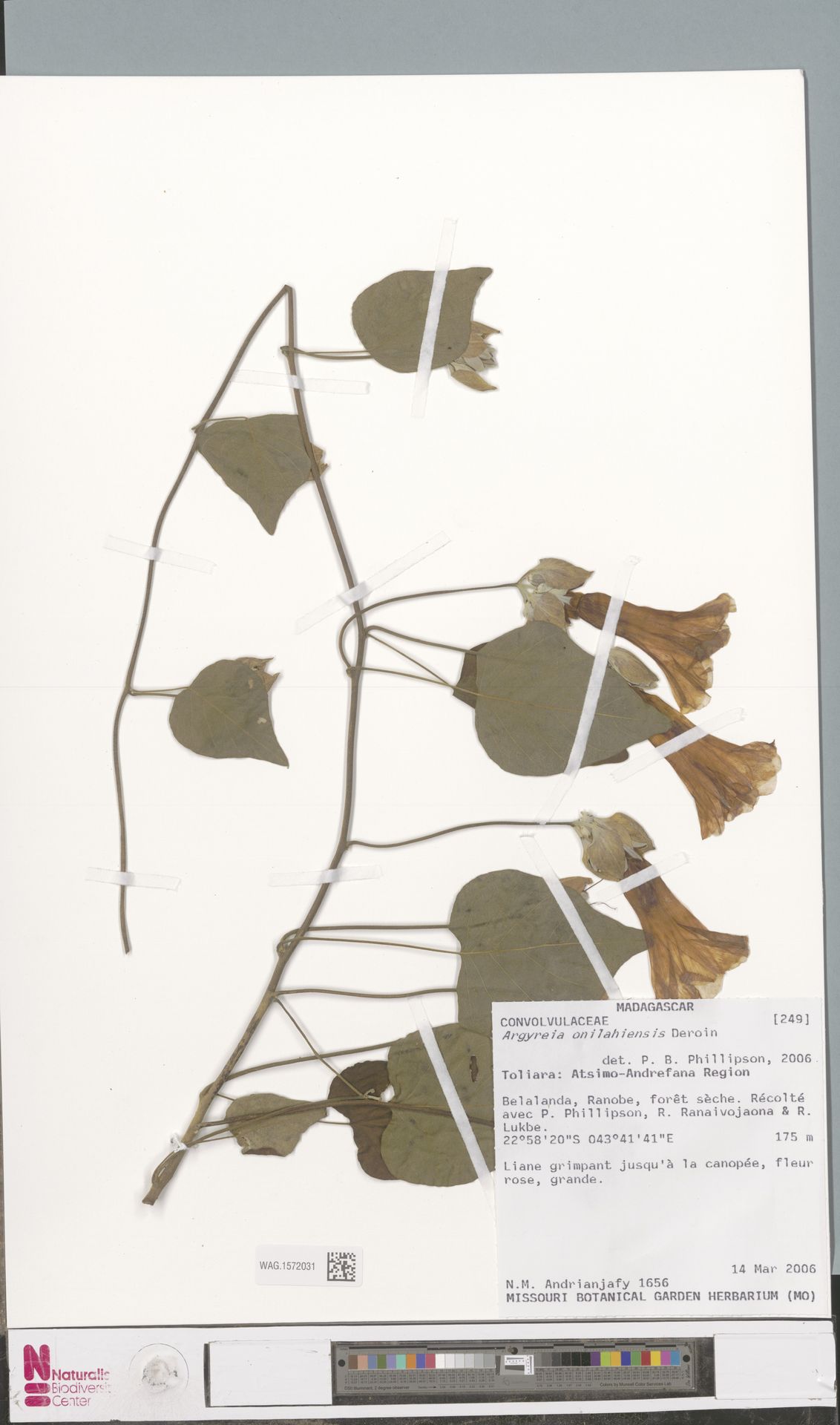 Argyreia onilahiensis