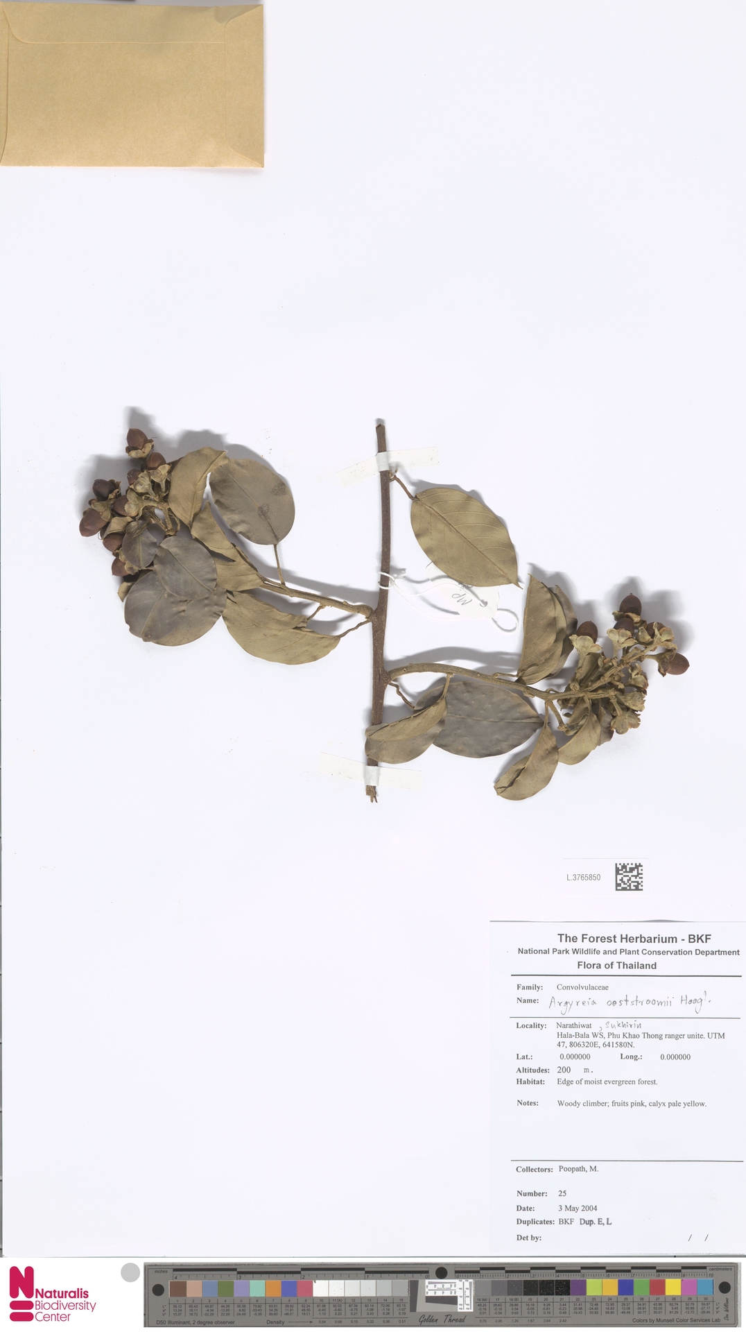 Argyreia ooststroomii