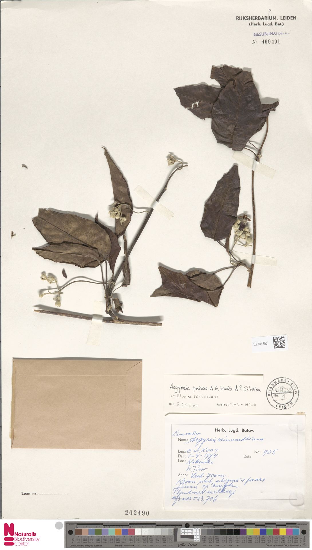 Argyreia paivae