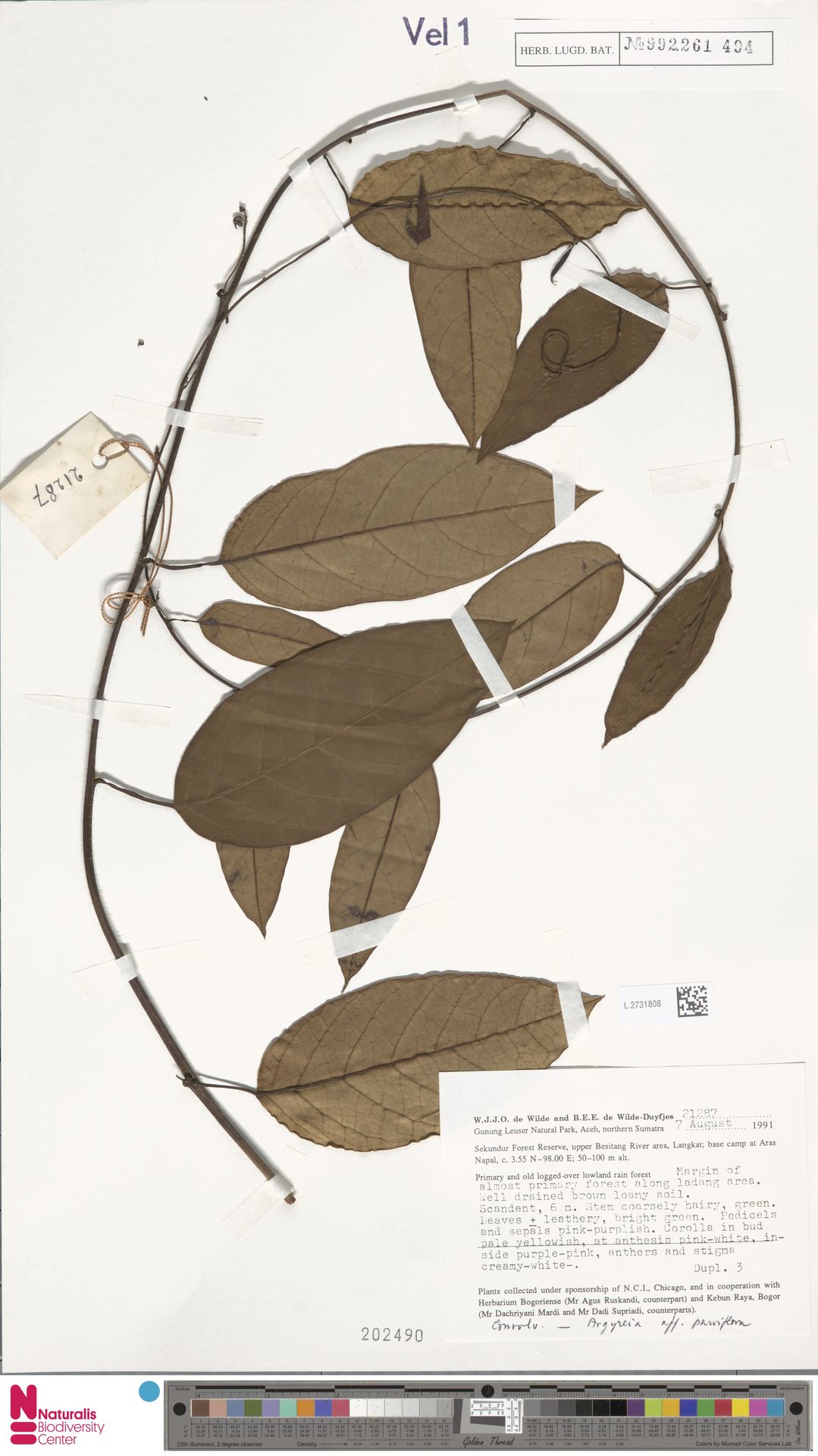 Argyreia parviflora