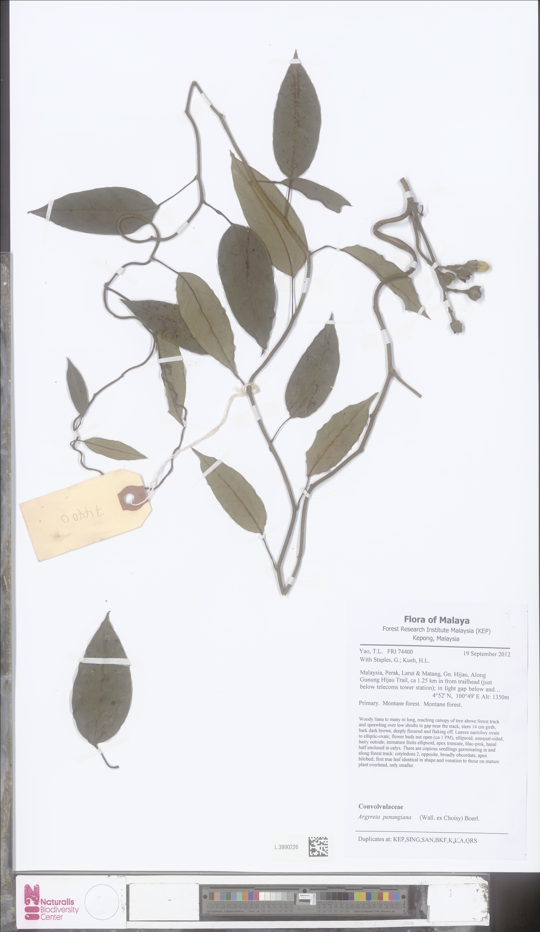 Argyreia penangiana