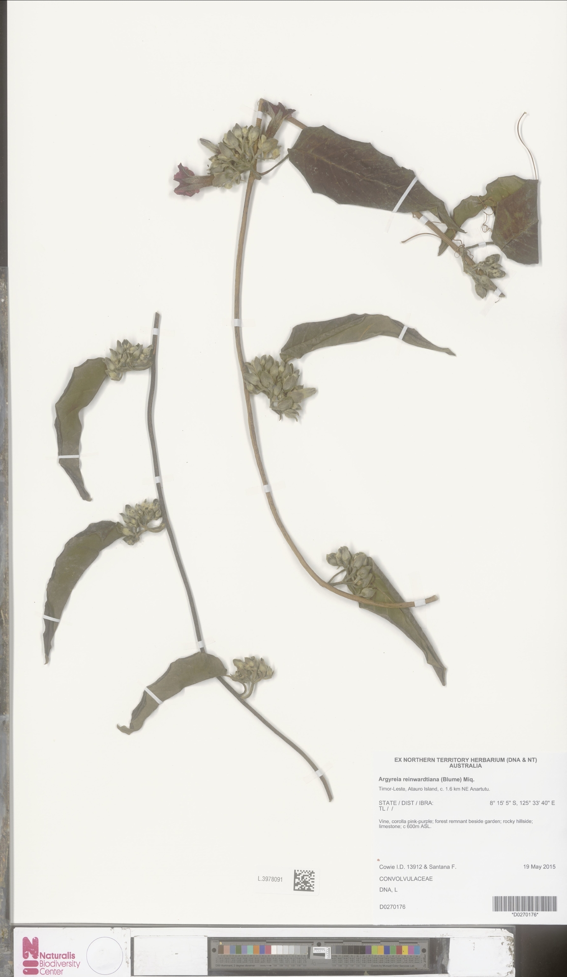 Argyreia reinwardtiana