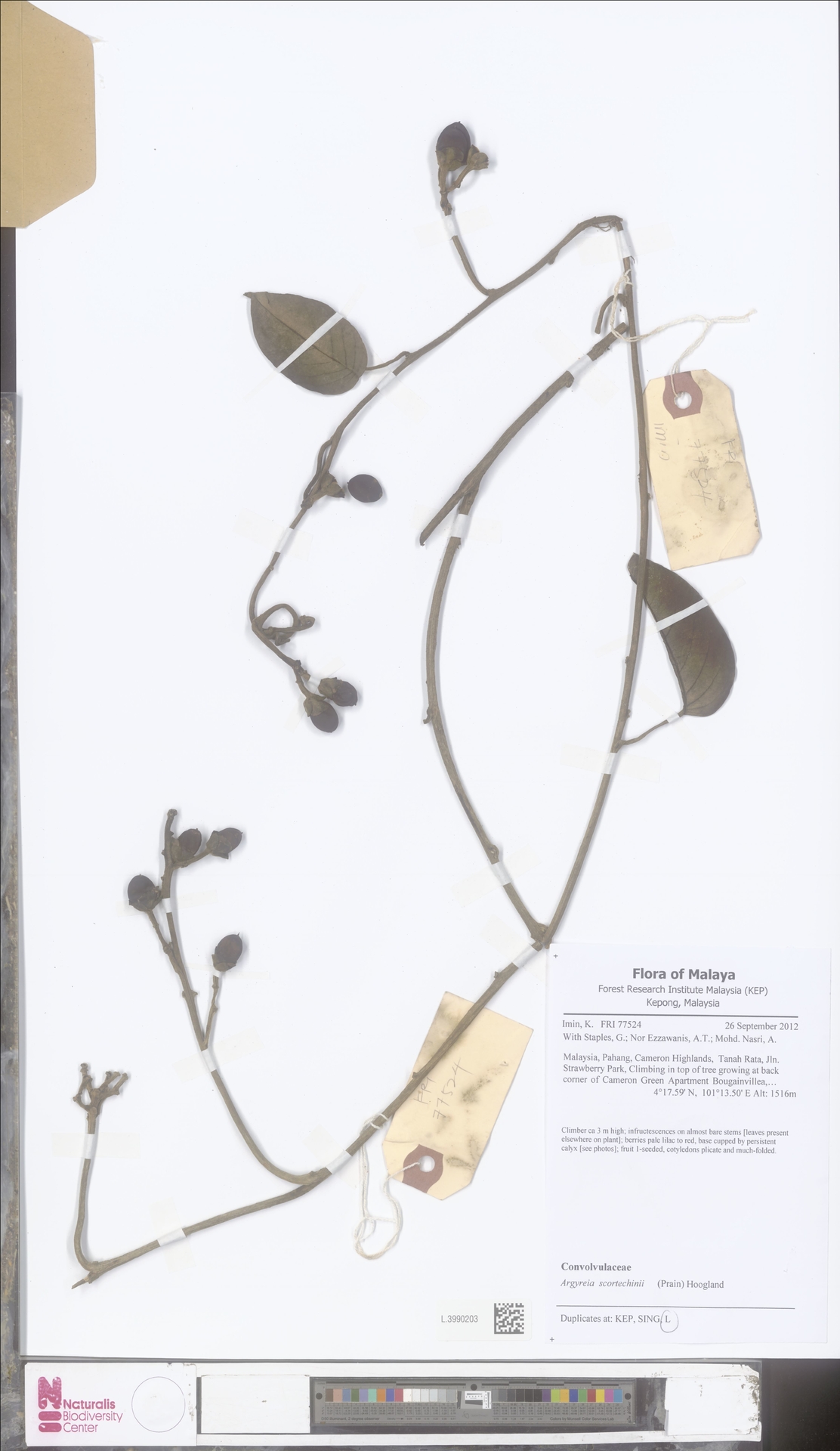 Argyreia scortechinii