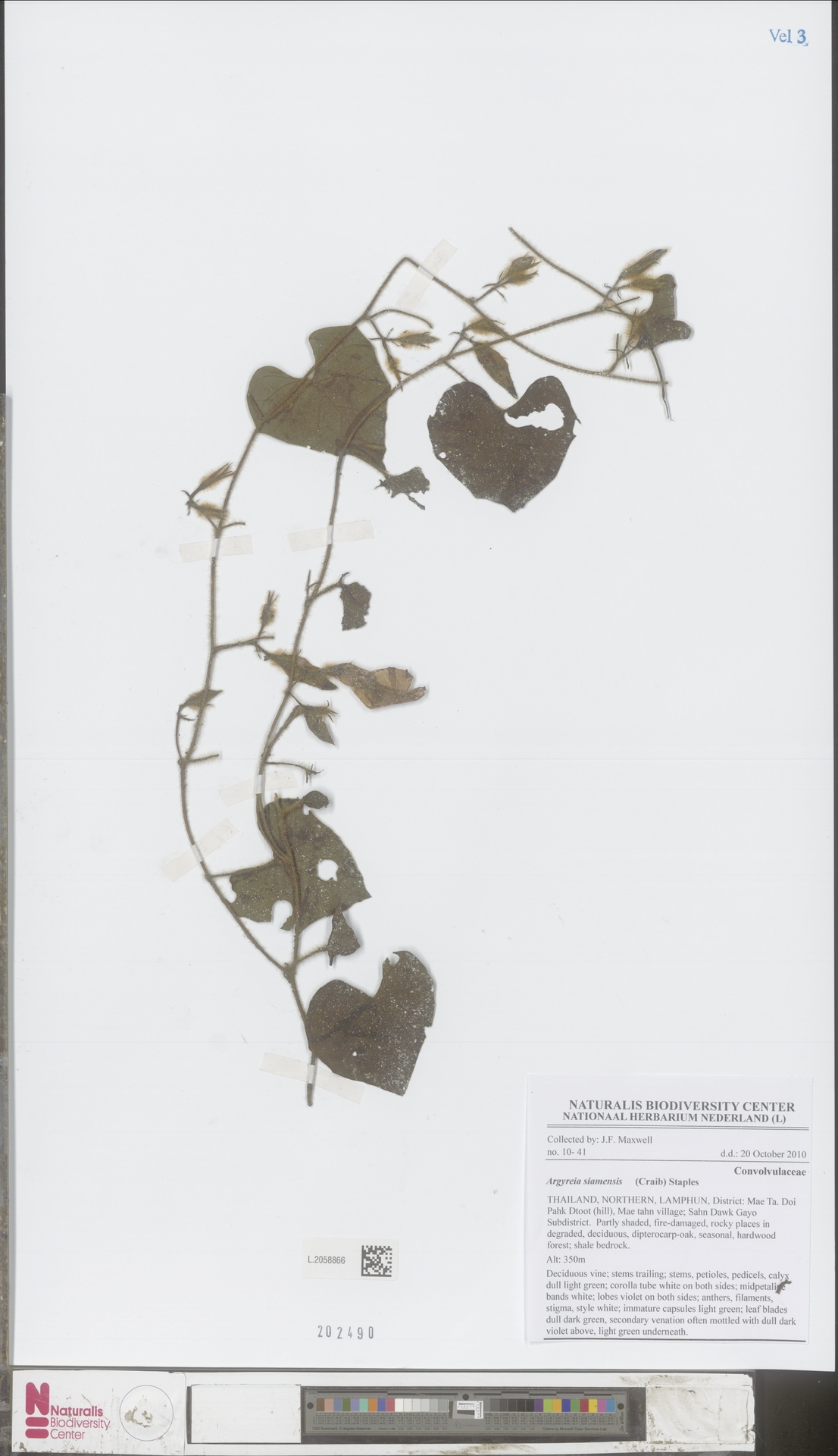 Argyreia siamensis