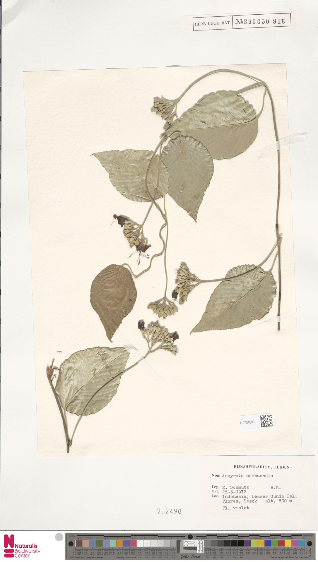 Argyreia sumbawana