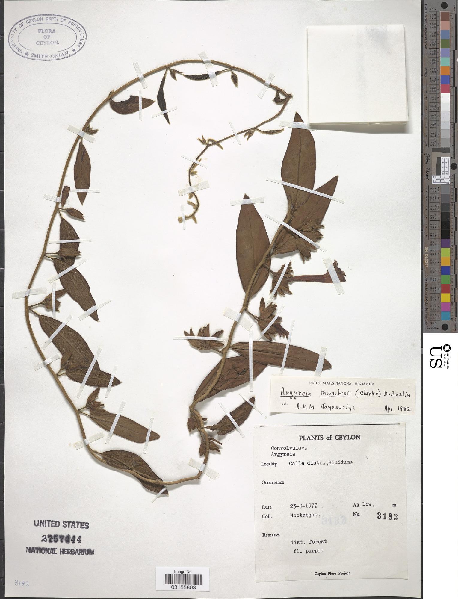 Argyreia thwaitesii