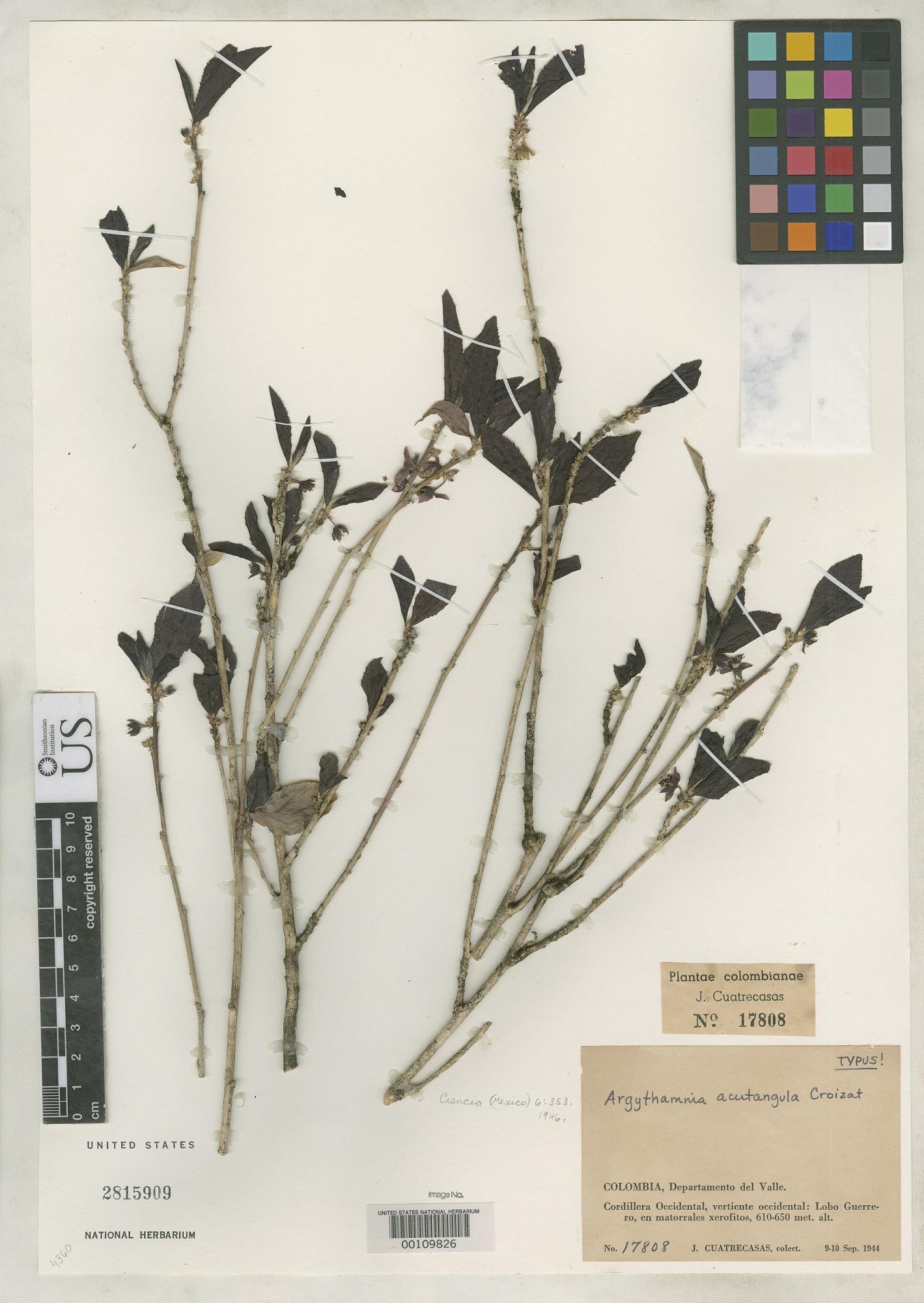 Argythamnia acutangula