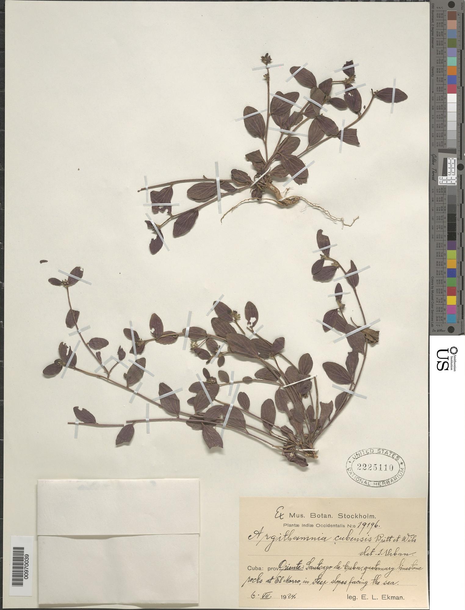 Argythamnia cubensis