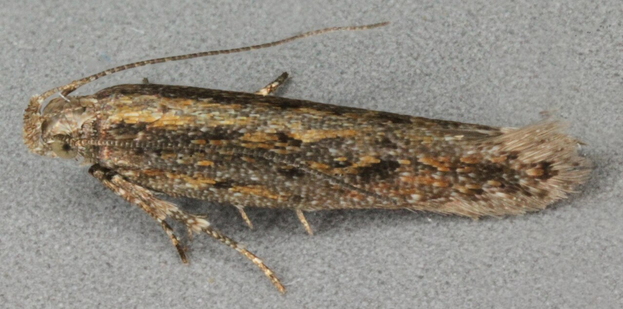 Artemisiella stracheyi