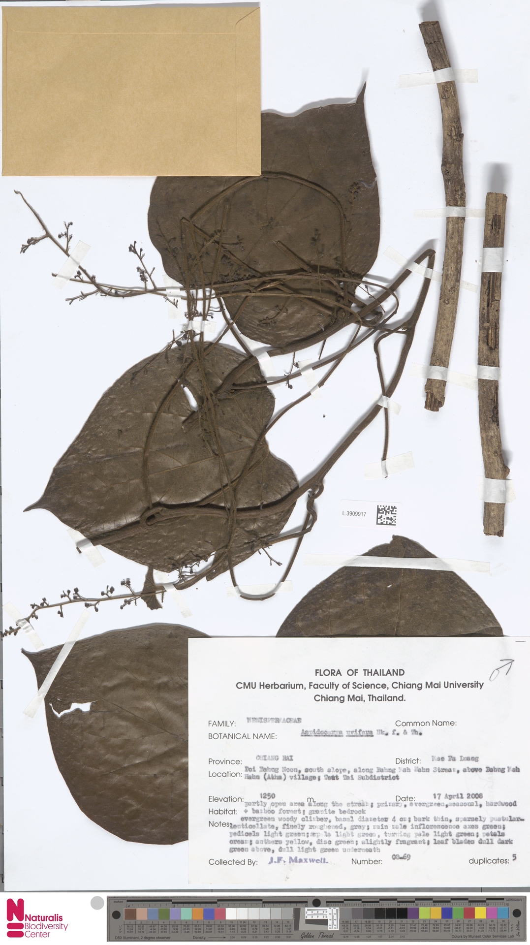 Aspidocarya uvifera