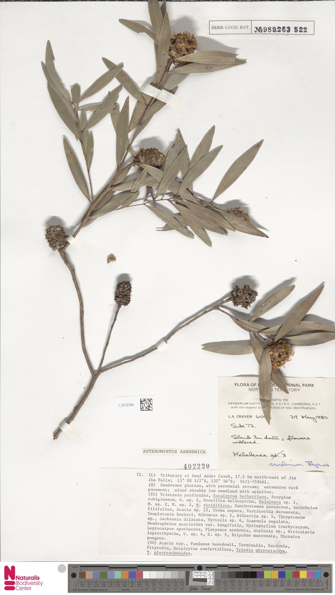 Asteromyrtus arnhemica