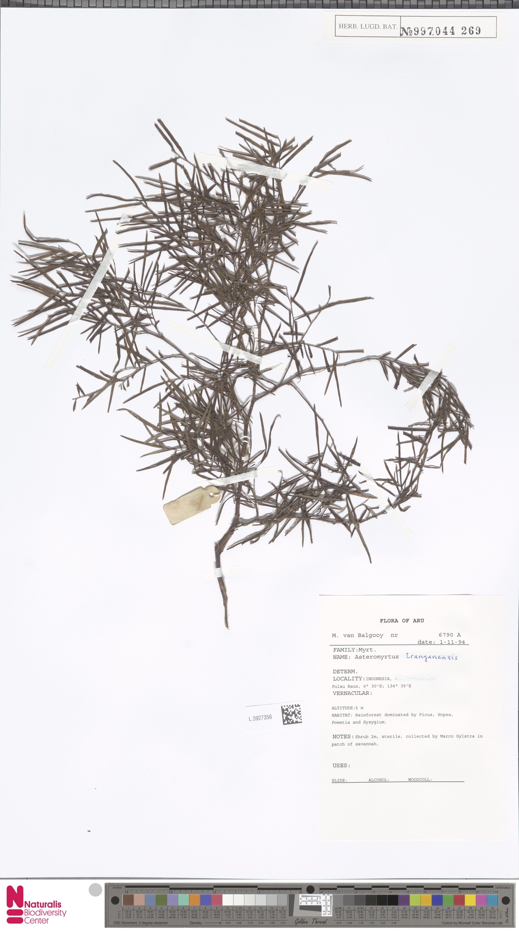 Asteromyrtus tranganensis