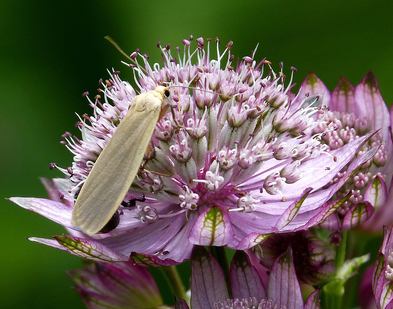 Astrantia bavarica