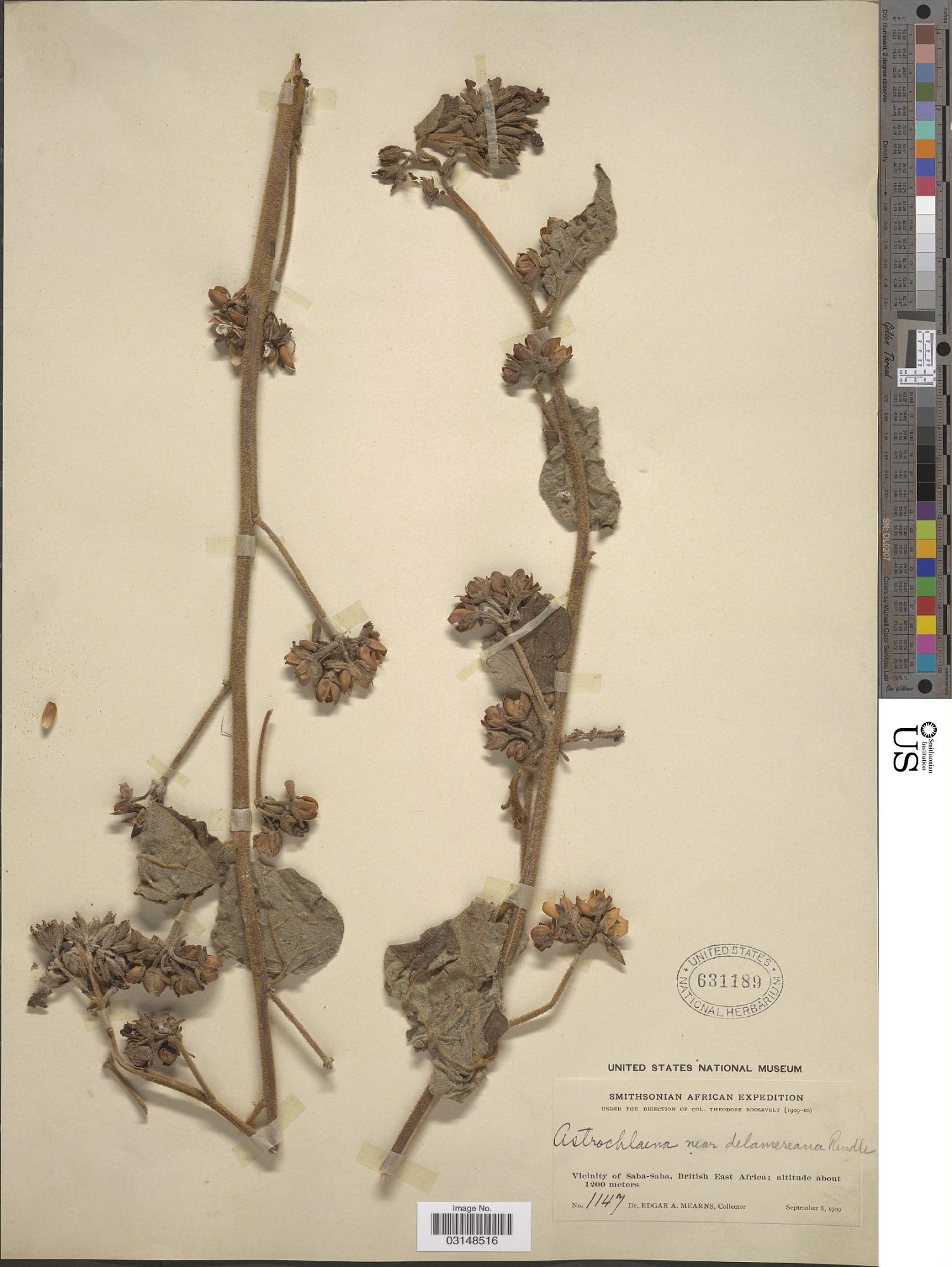 Astripomoea delamereana