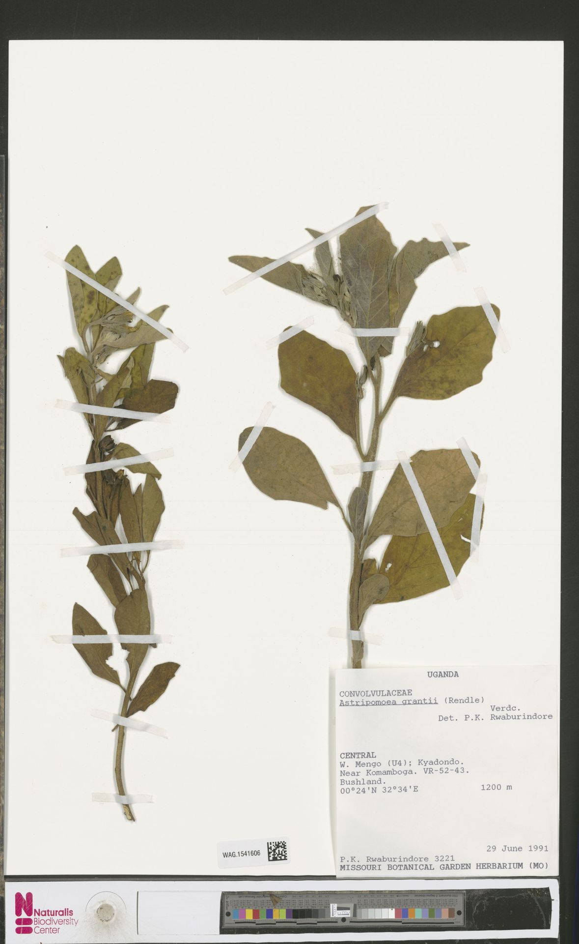 Astripomoea grantii