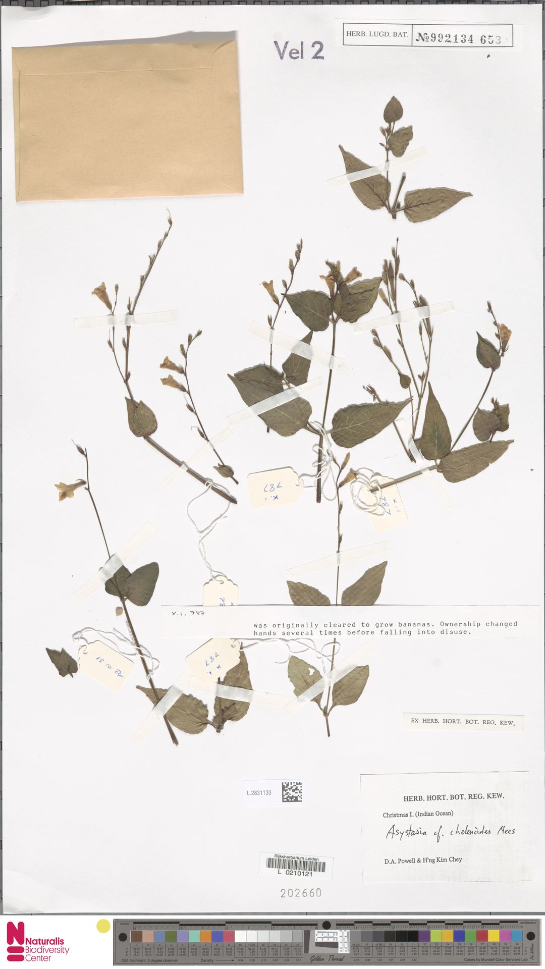 Asystasia alba