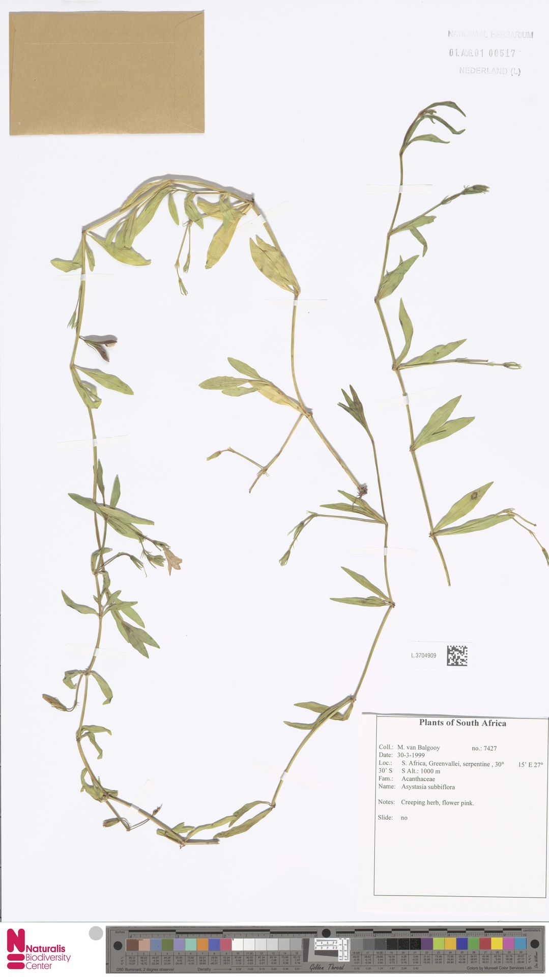 Asystasia subbiflora