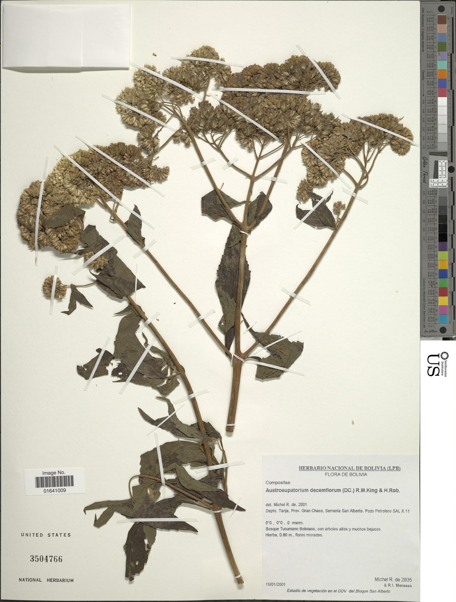 Austroeupatorium decemflorum