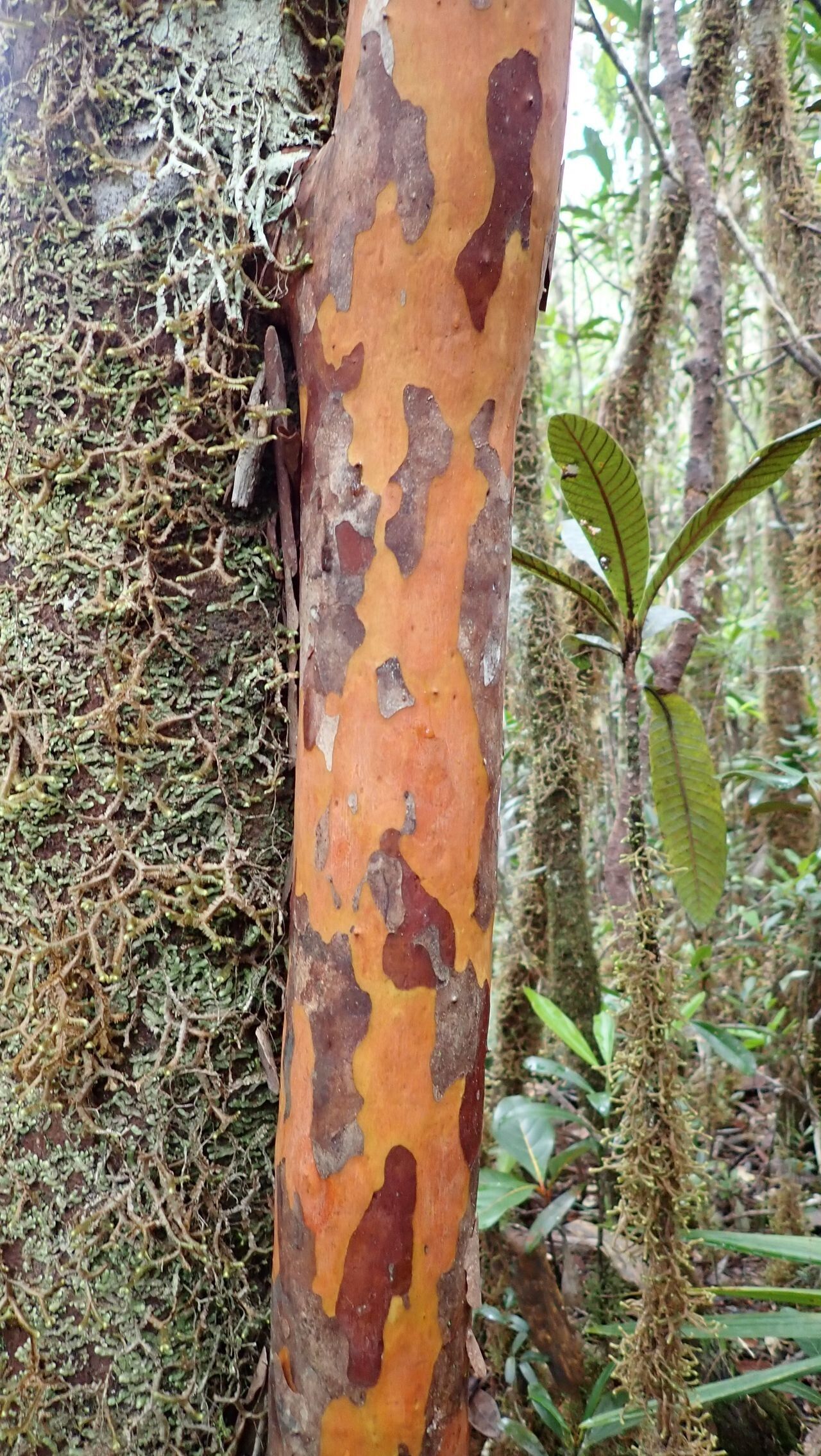 Austromyrtus stricta