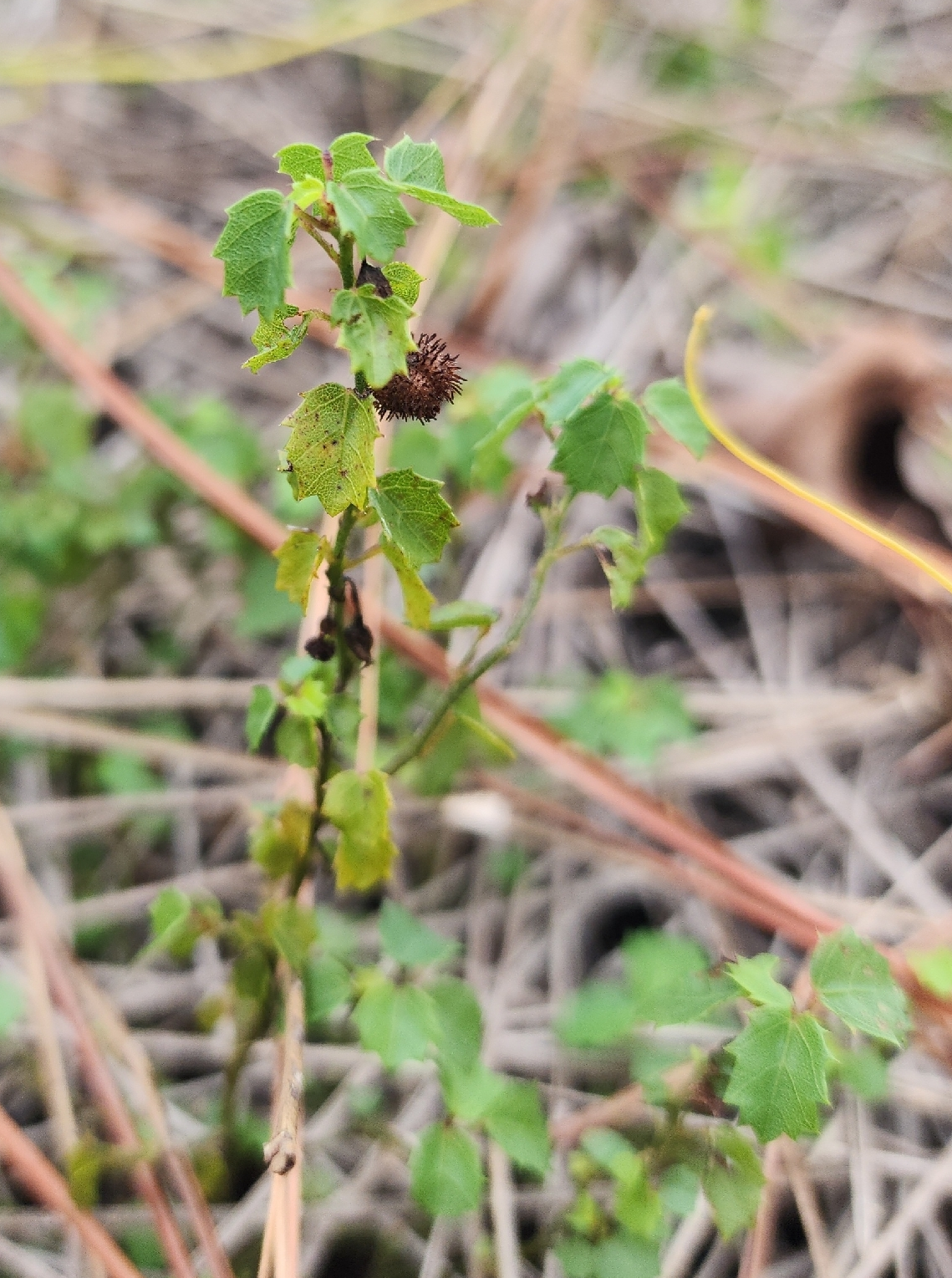 Ayenia euphrasiifolia