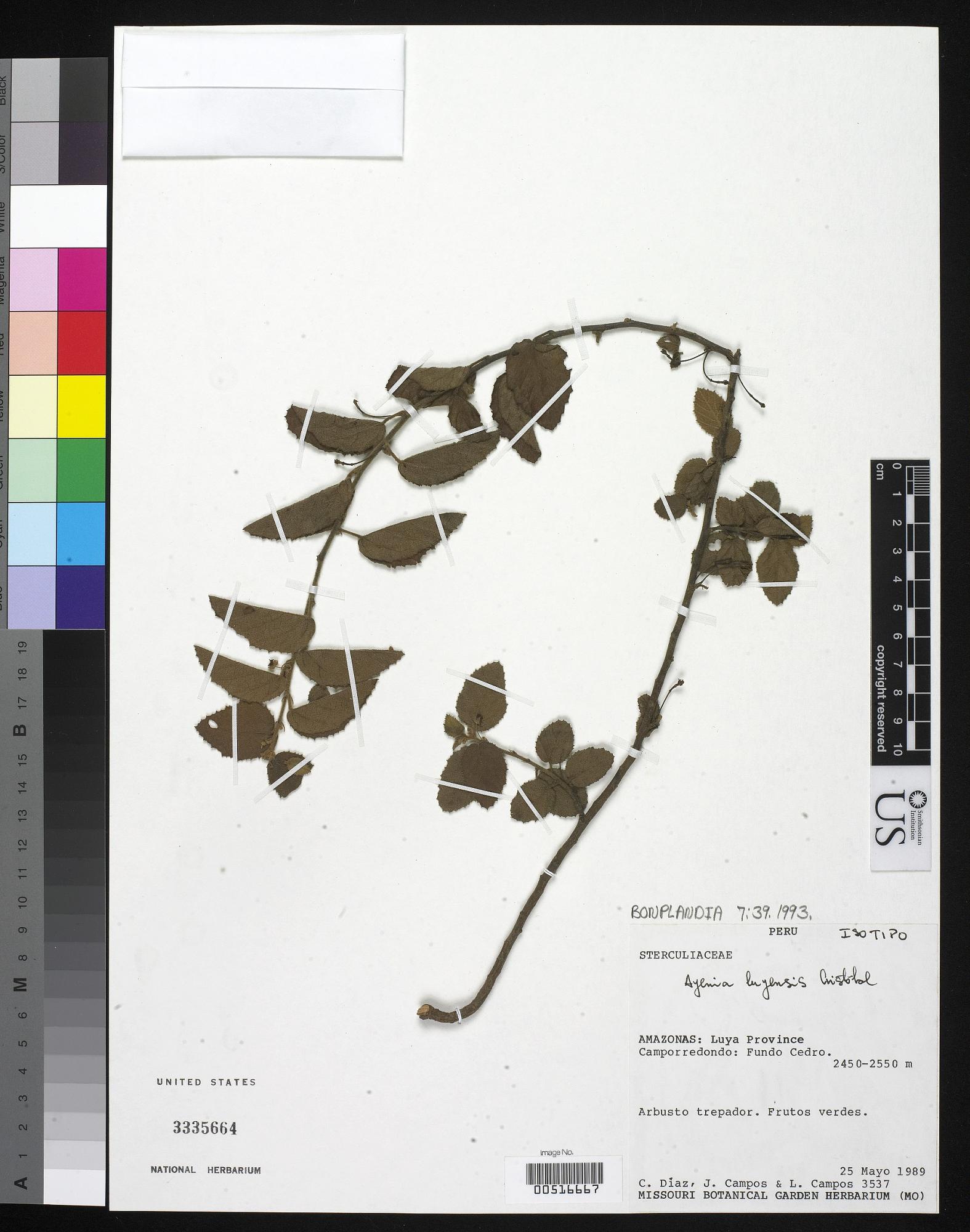 Ayenia luyensis