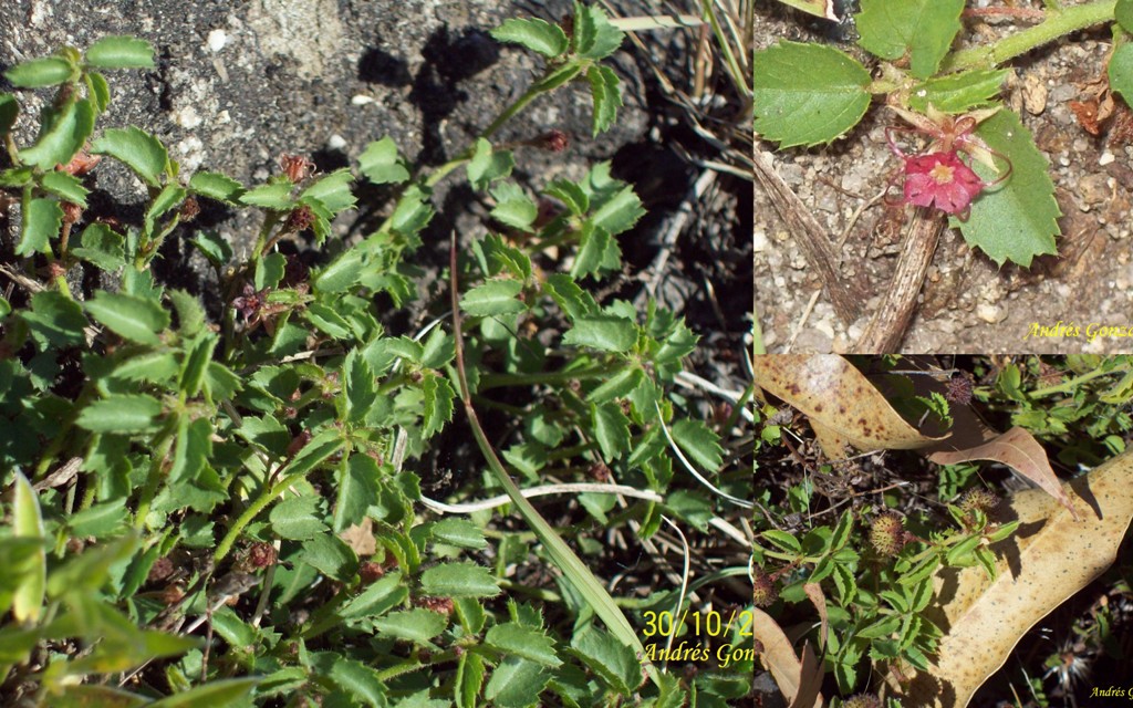 Ayenia mansfeldiana