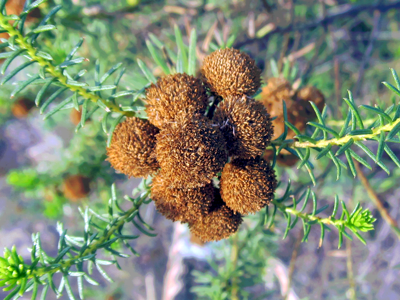 Baccharis aliena