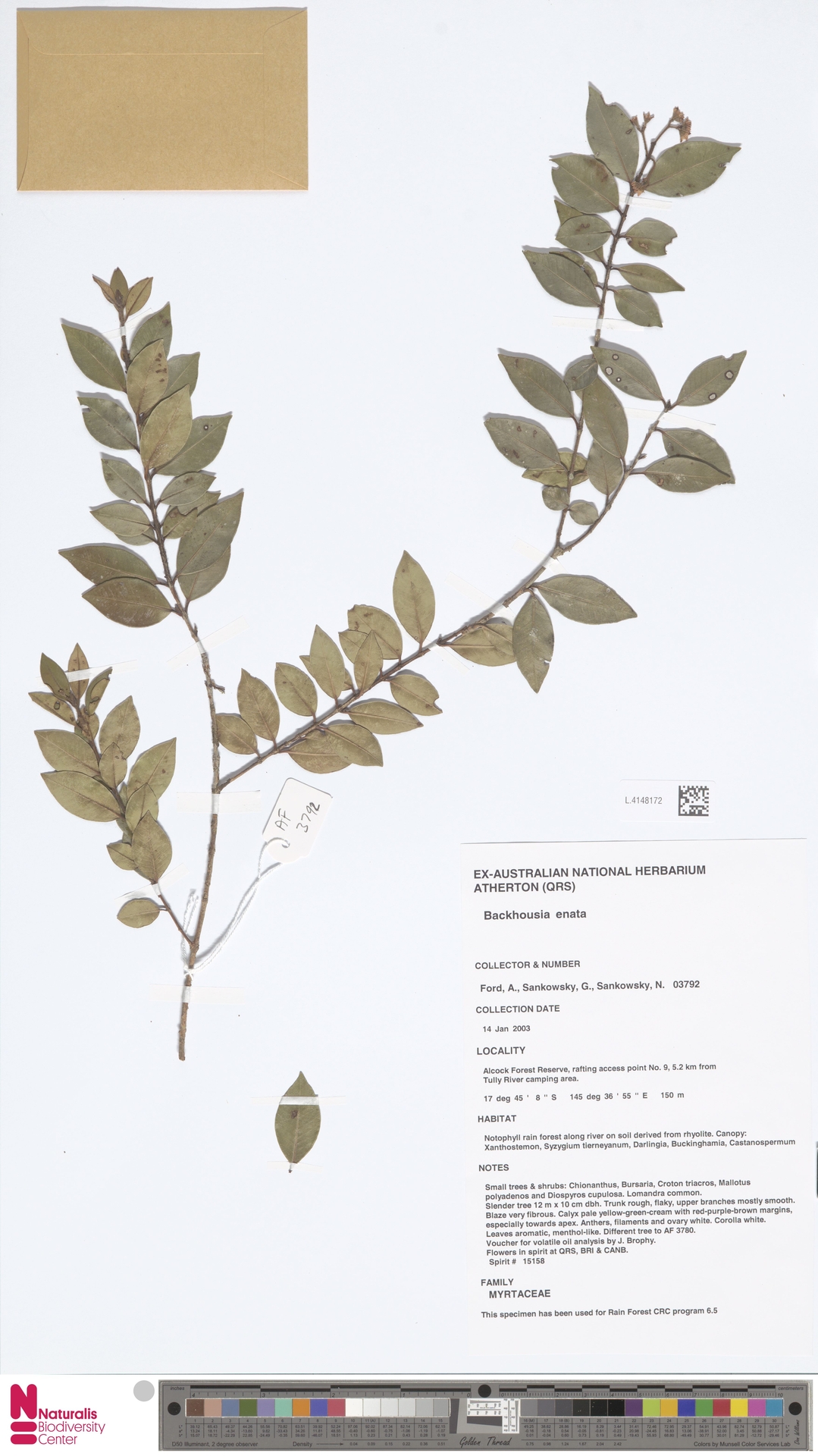Backhousia enata